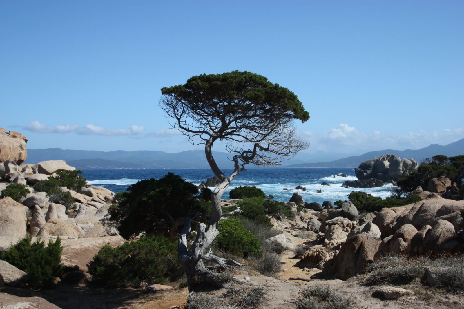 Canon EOS 450D (EOS Rebel XSi / EOS Kiss X2) sample photo. Corsica, tree, sea photography