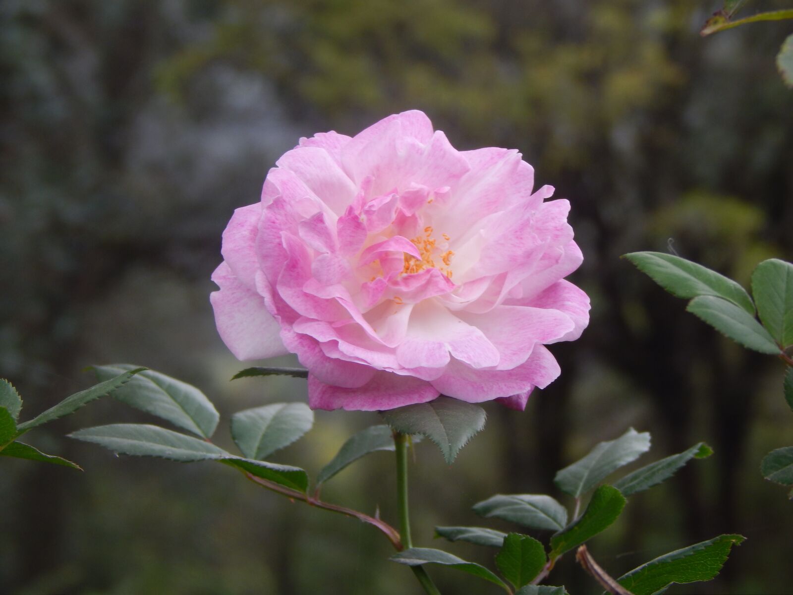 Nikon Coolpix L820 sample photo. Rosa, pink flower, pink photography