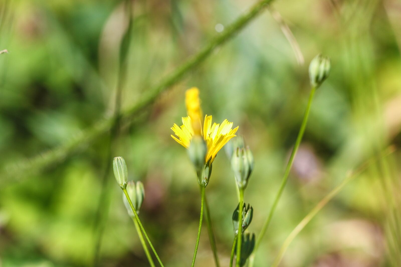 Canon EOS 7D Mark II sample photo. Flowers, wild flowers, summer photography