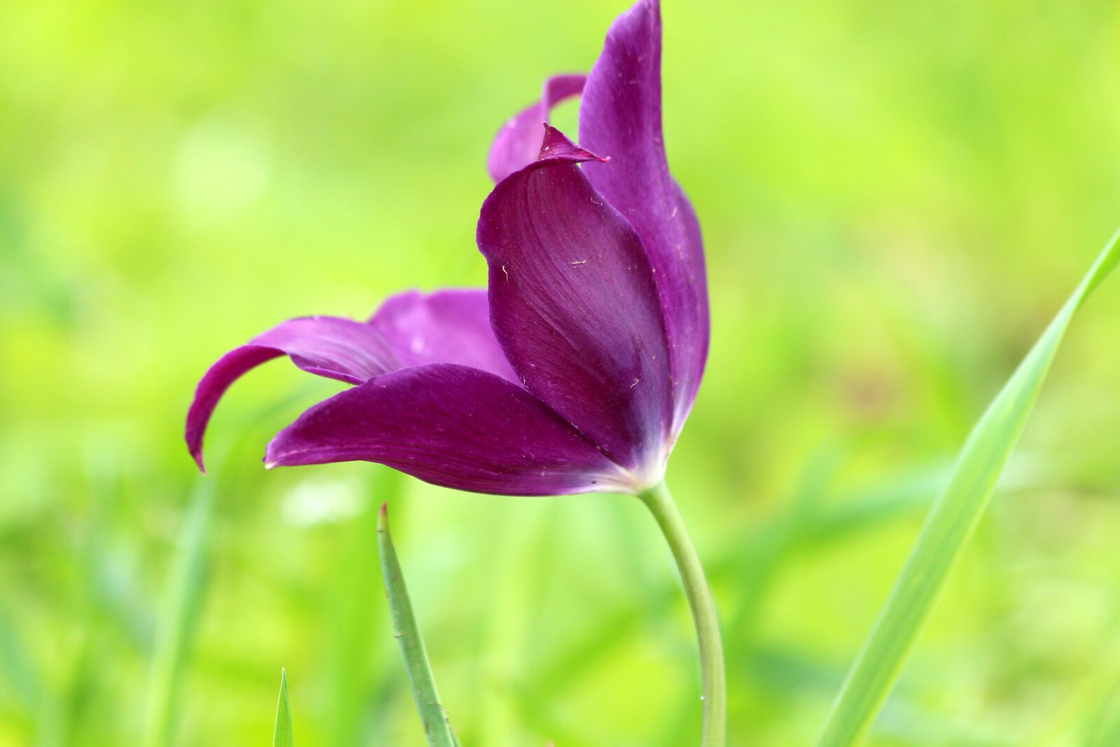 Canon EOS 650D (EOS Rebel T4i / EOS Kiss X6i) sample photo. Tulip, flower, spring photography
