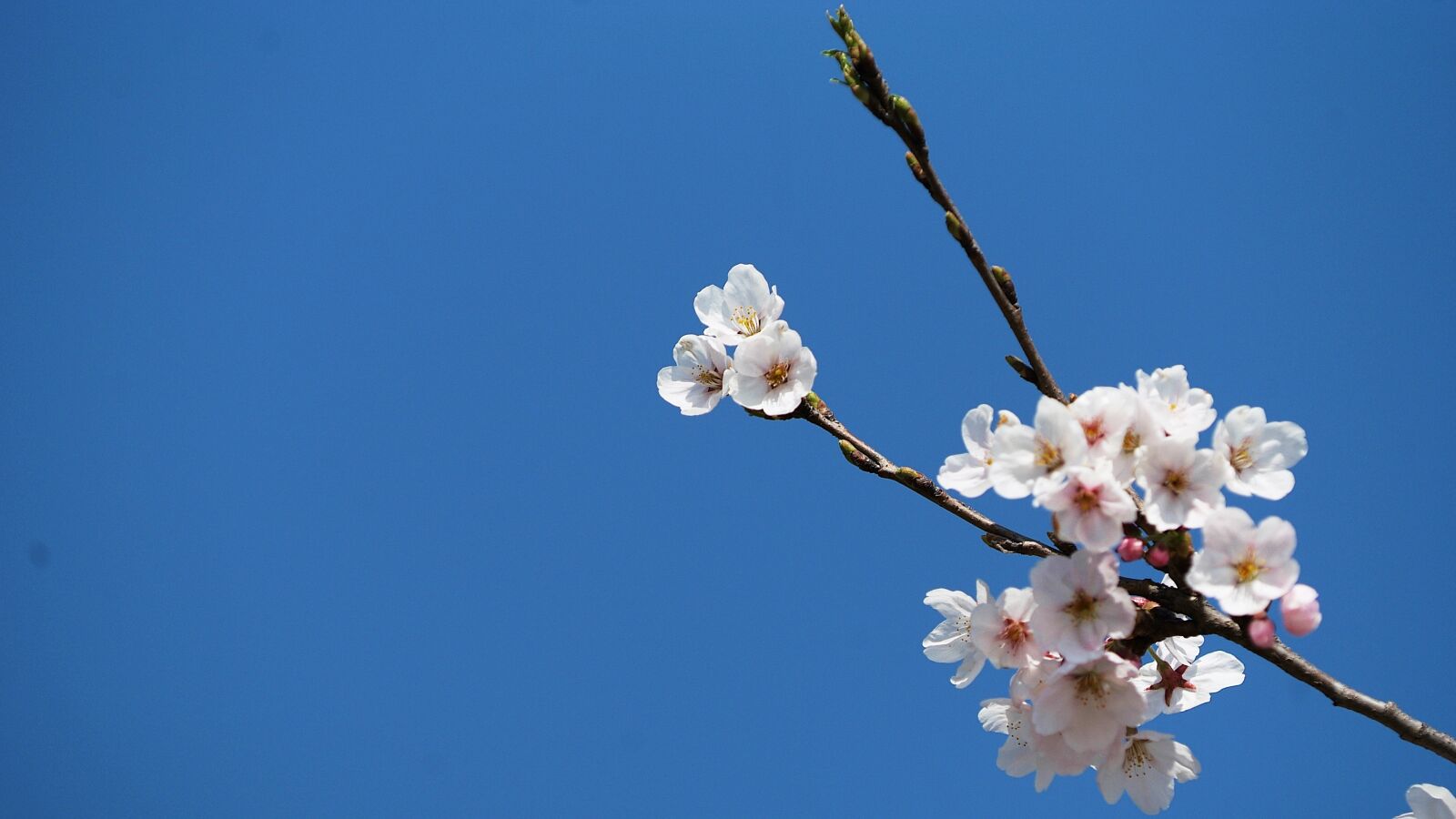 Fujifilm FinePix S3 Pro sample photo. Cherry flowers, flowers, spring photography