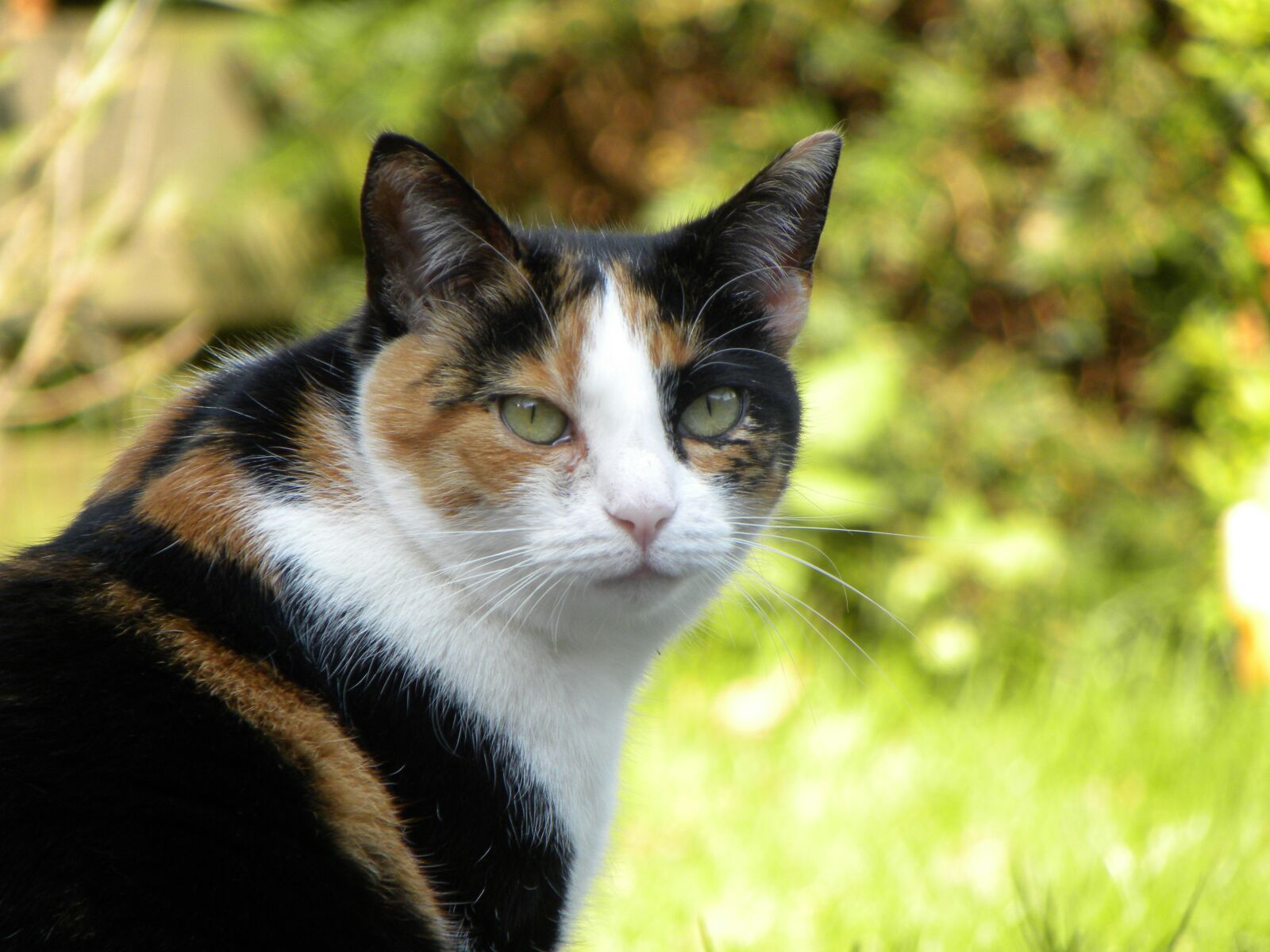 Nikon Coolpix P90 sample photo. Cat, pet, cats photography