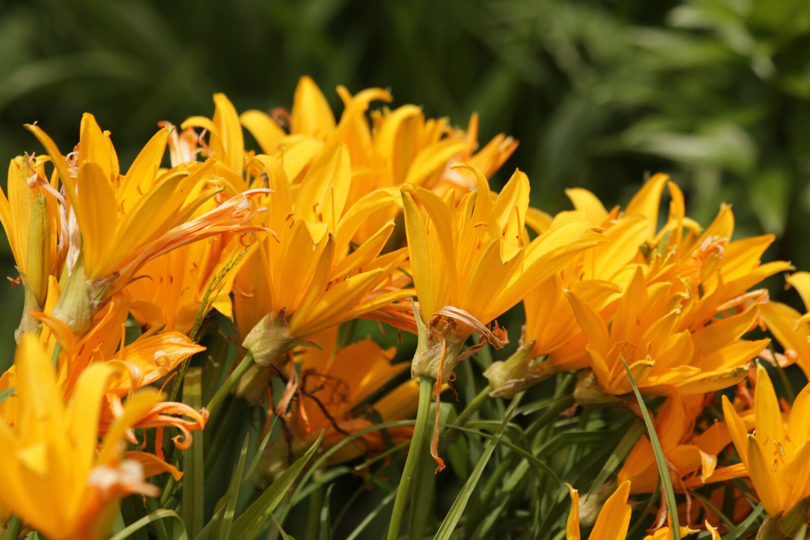 Canon EOS 650D (EOS Rebel T4i / EOS Kiss X6i) sample photo. Saranki, lily, flowers photography