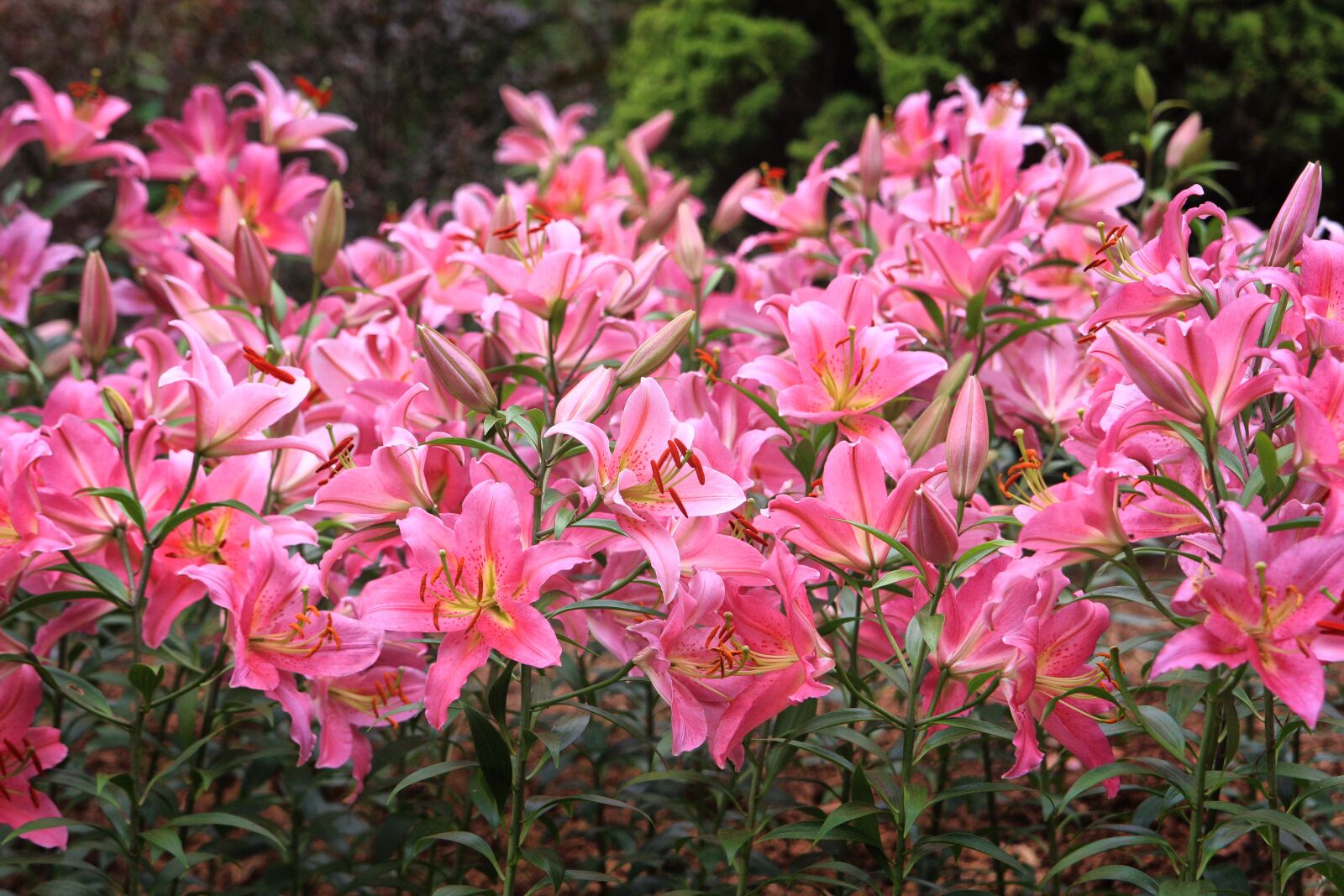 Canon EOS 40D sample photo. A flower garden, flowers photography