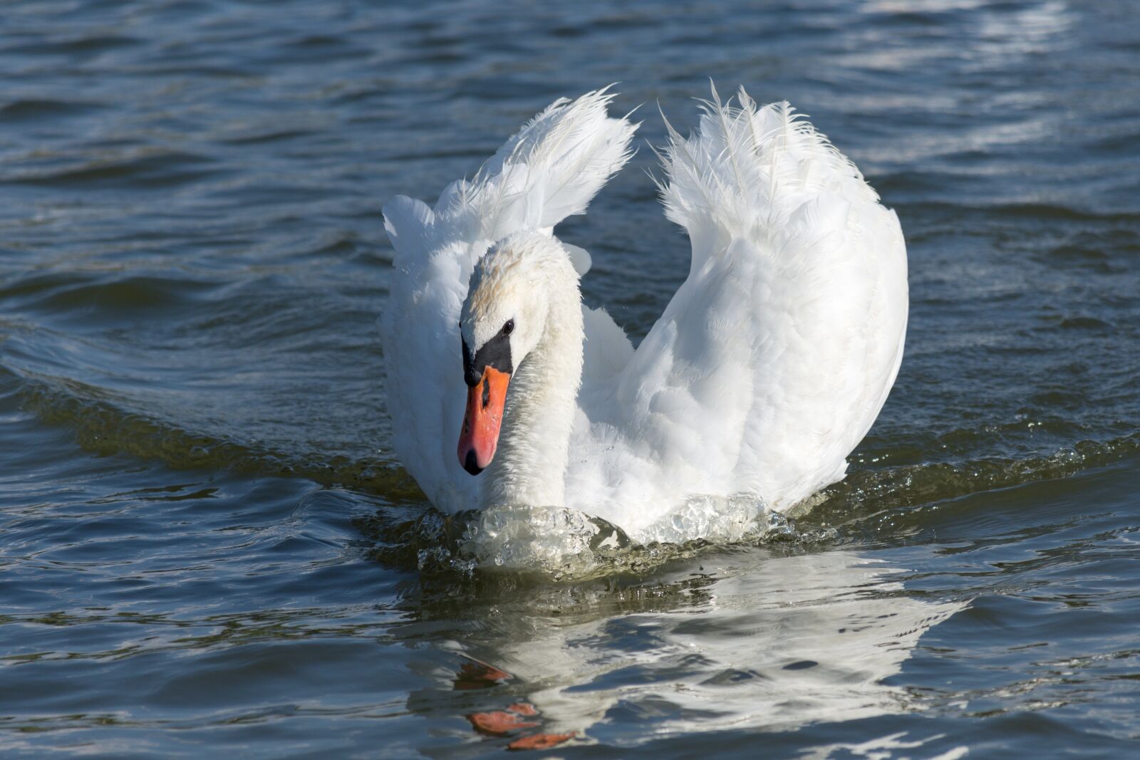 Nikon D7200 sample photo. Swan, bird, lake photography