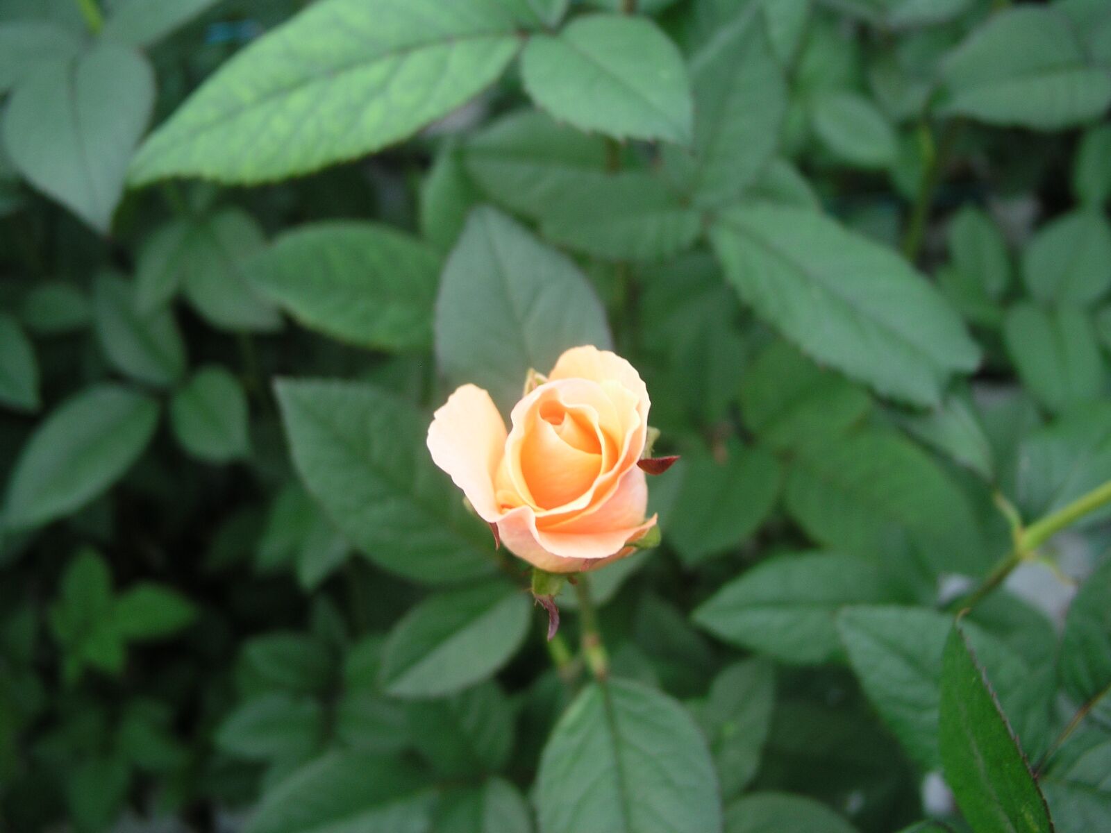 Olympus C5050Z sample photo. Flower, bloom, rose photography