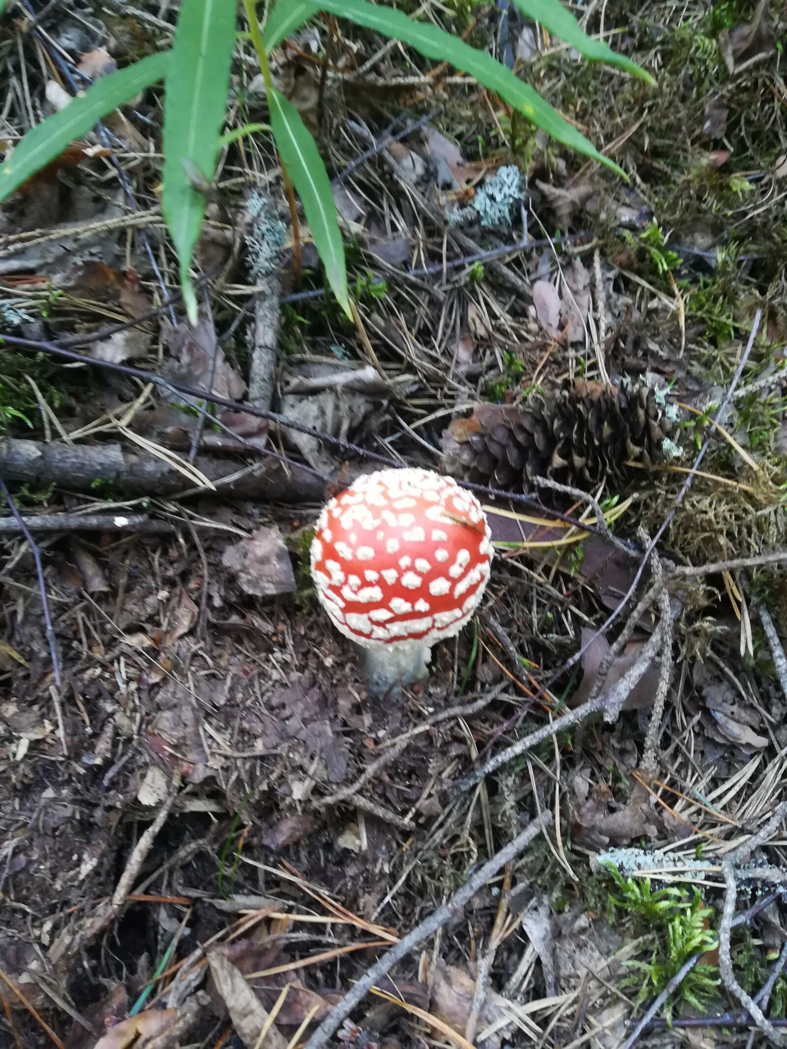 HUAWEI PRA-LX1 sample photo. Fly agaric, nature, forest photography