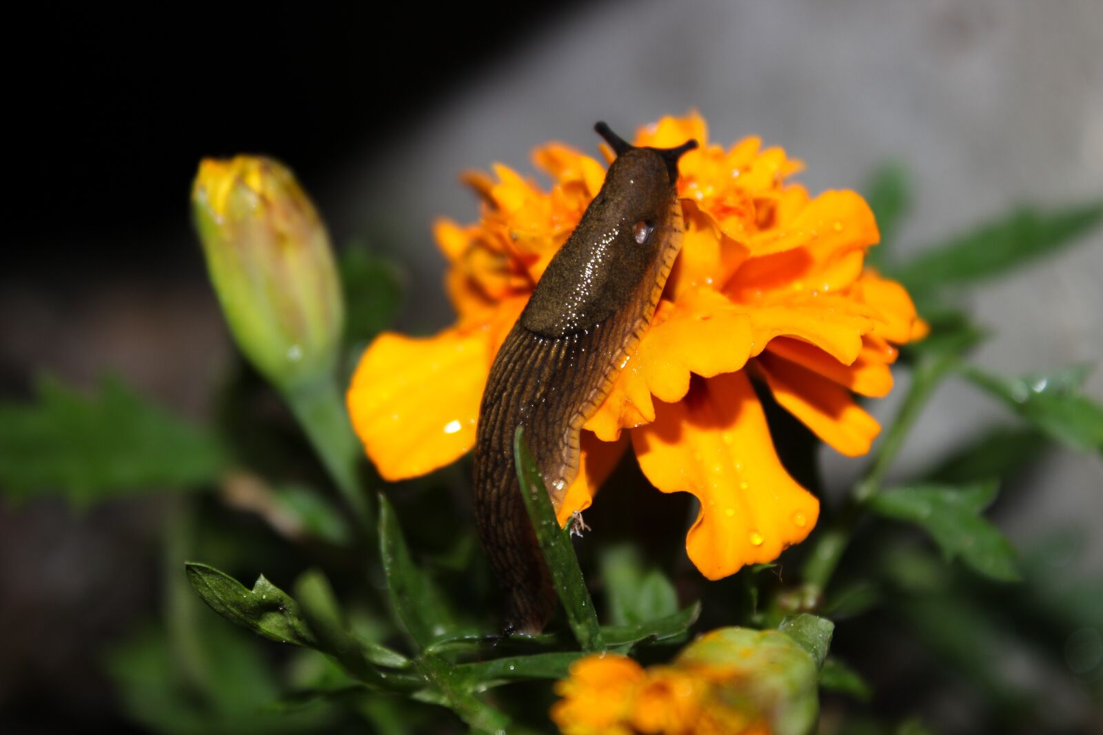 Canon EOS 600D (Rebel EOS T3i / EOS Kiss X5) sample photo. Slug, flower, marigolds photography