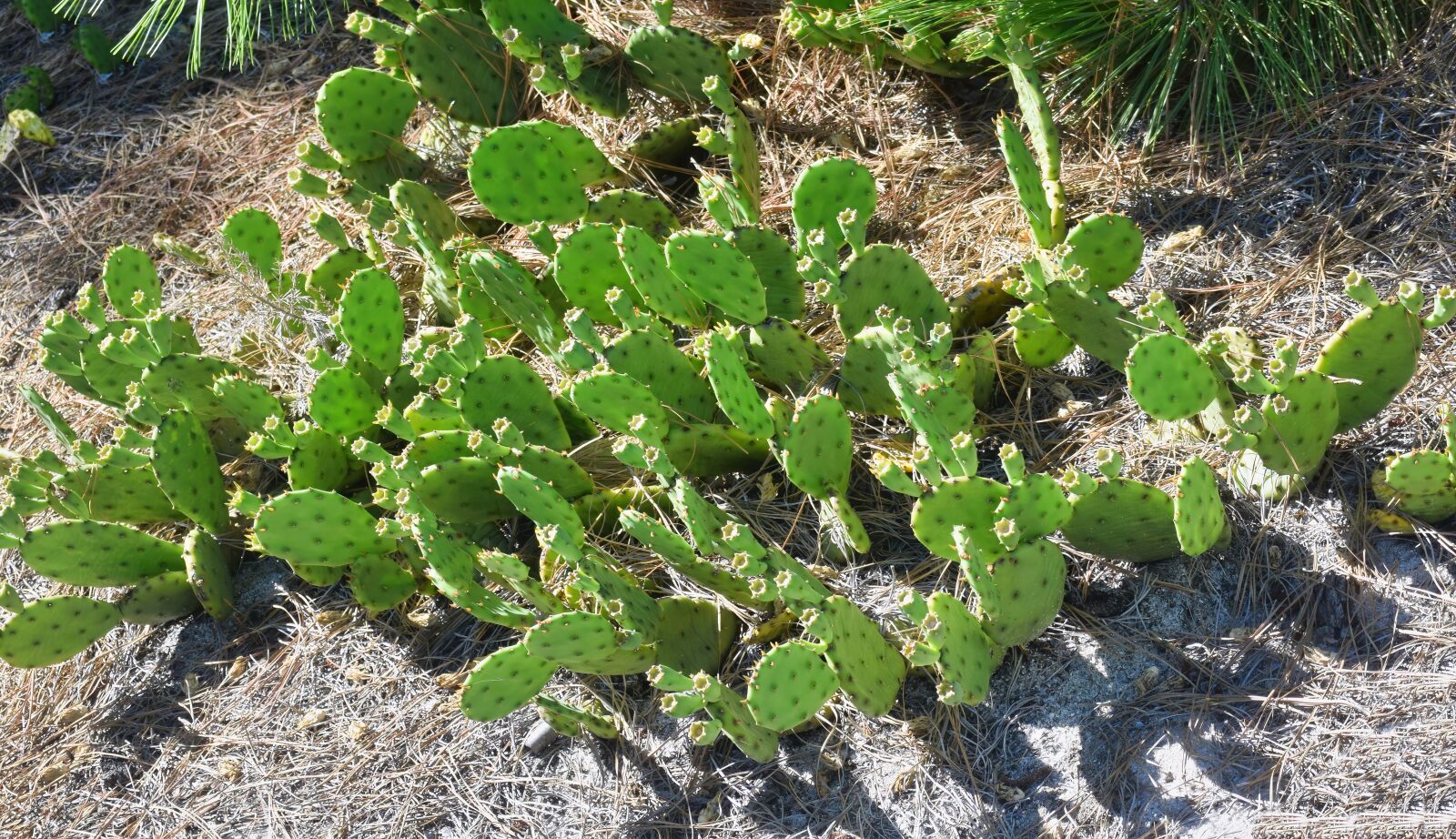 Nikon D3300 sample photo. Beach, cactus, sand photography