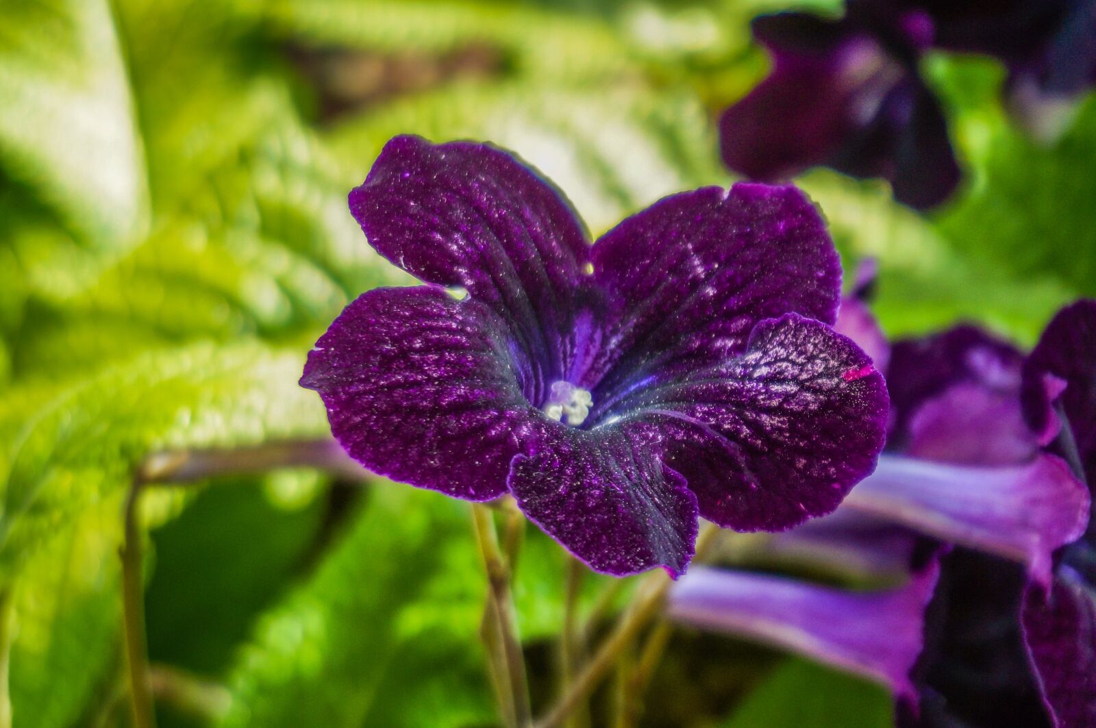 Sony Alpha NEX-3N sample photo. Flower, violet, nature photography