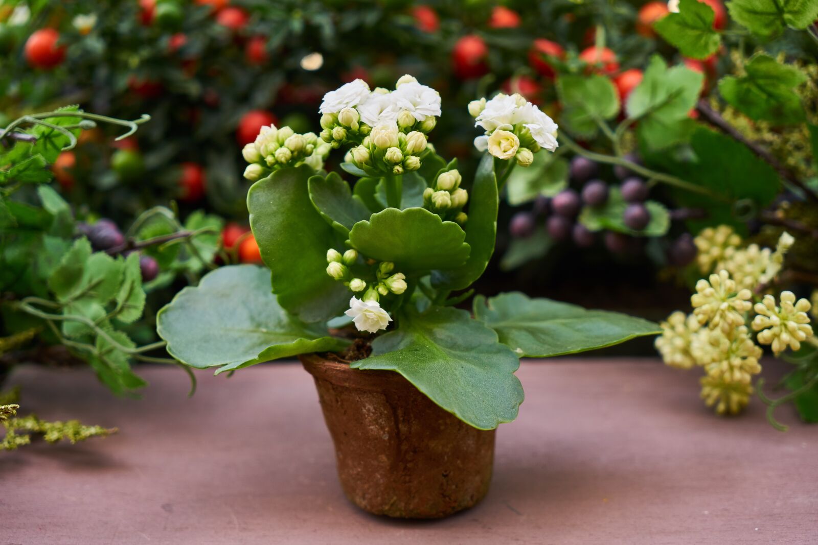 Sony a7R II sample photo. Flower, leaves, nature photography