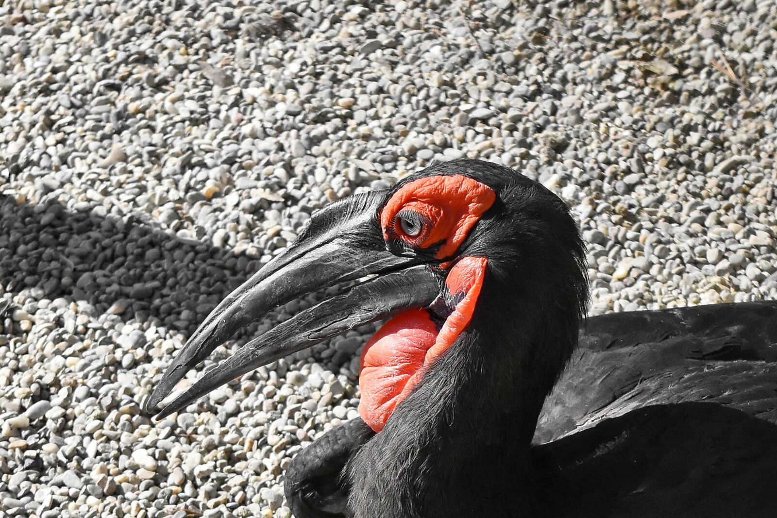 Nikon D5500 sample photo. Beak, black, detail, exotic photography