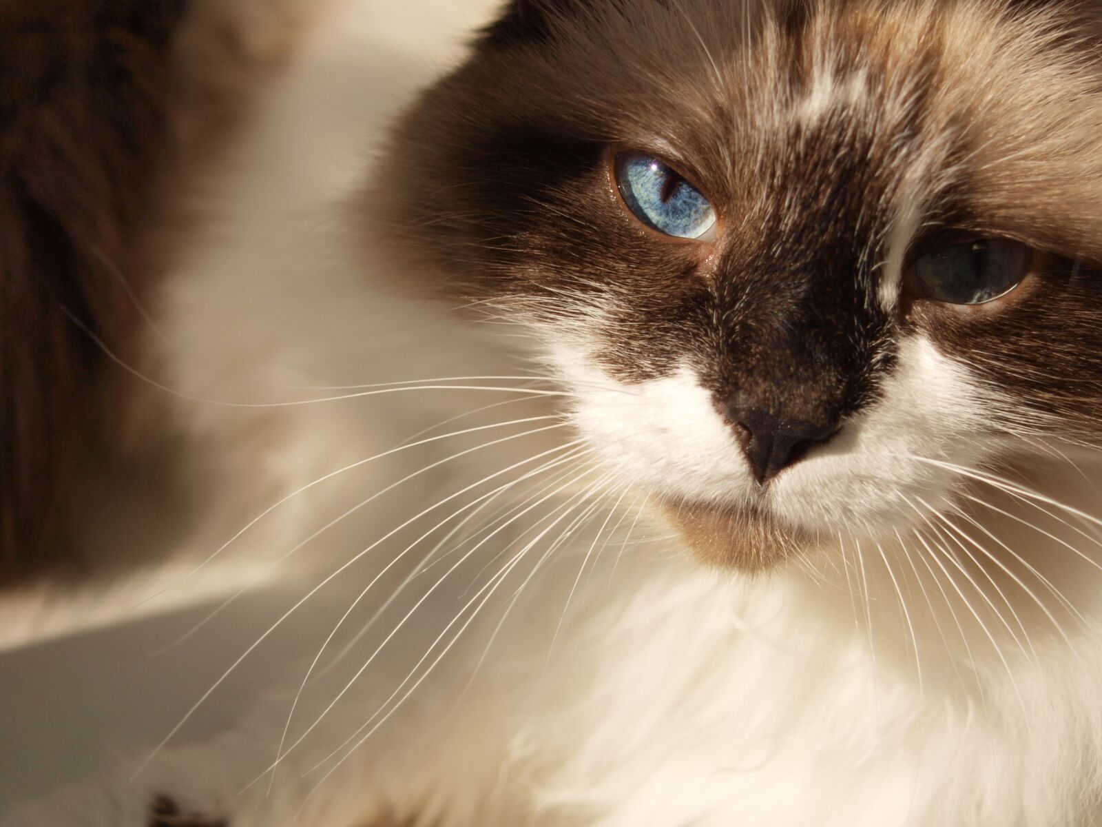 Olympus E-420 (EVOLT E-420) sample photo. Cat, pet, comfort photography