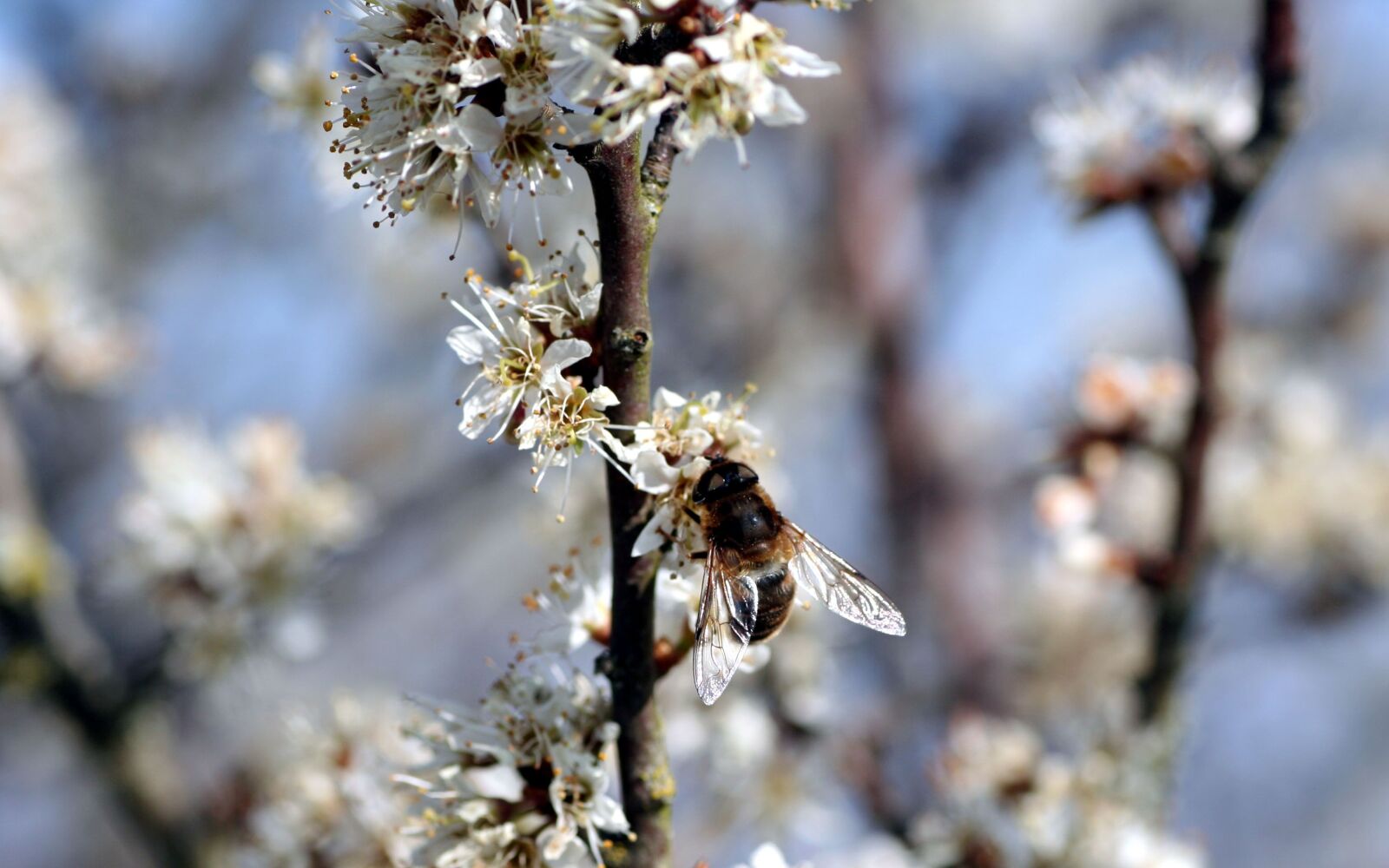 Canon EOS 350D (EOS Digital Rebel XT / EOS Kiss Digital N) sample photo. Spring, flowers, branches photography