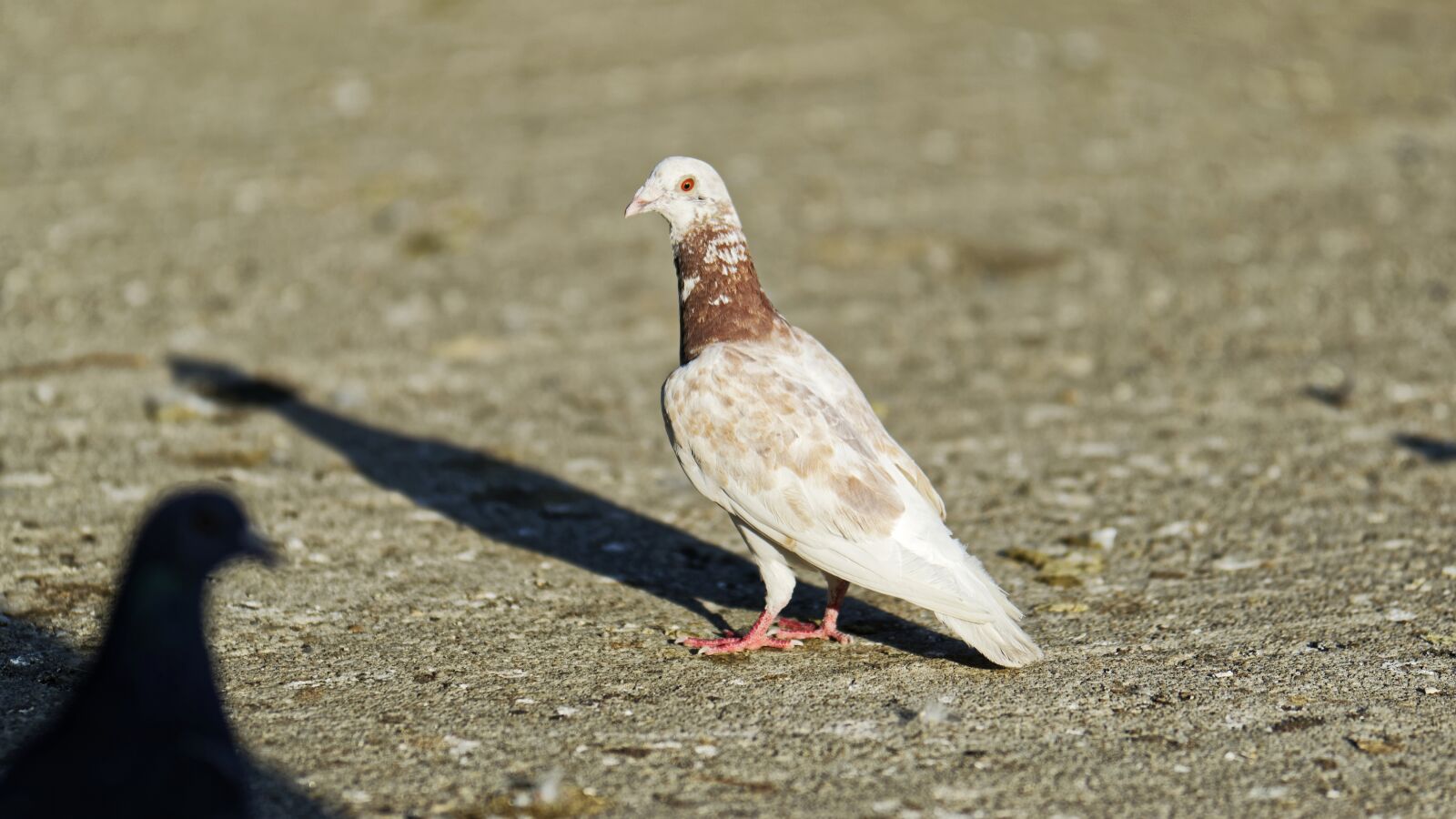 Nikon D5300 sample photo. Pigeon, bird, brown photography