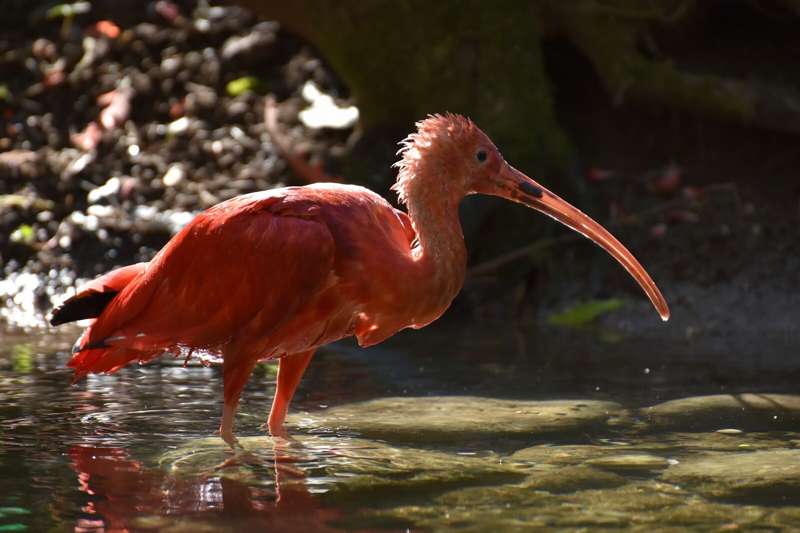 Nikon D7200 sample photo. Ibis, eudocimus ruber, scarlet photography