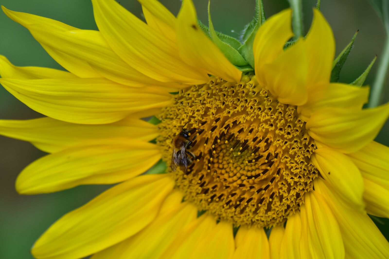 Nikon D7200 sample photo. Sunflower, pollination, bees photography