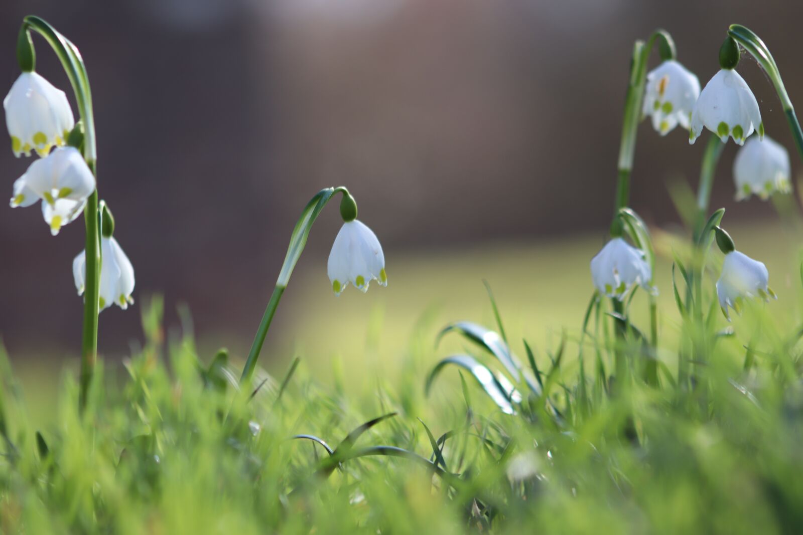 Canon EOS 800D (EOS Rebel T7i / EOS Kiss X9i) sample photo. Snowflake, early bloomer, white photography