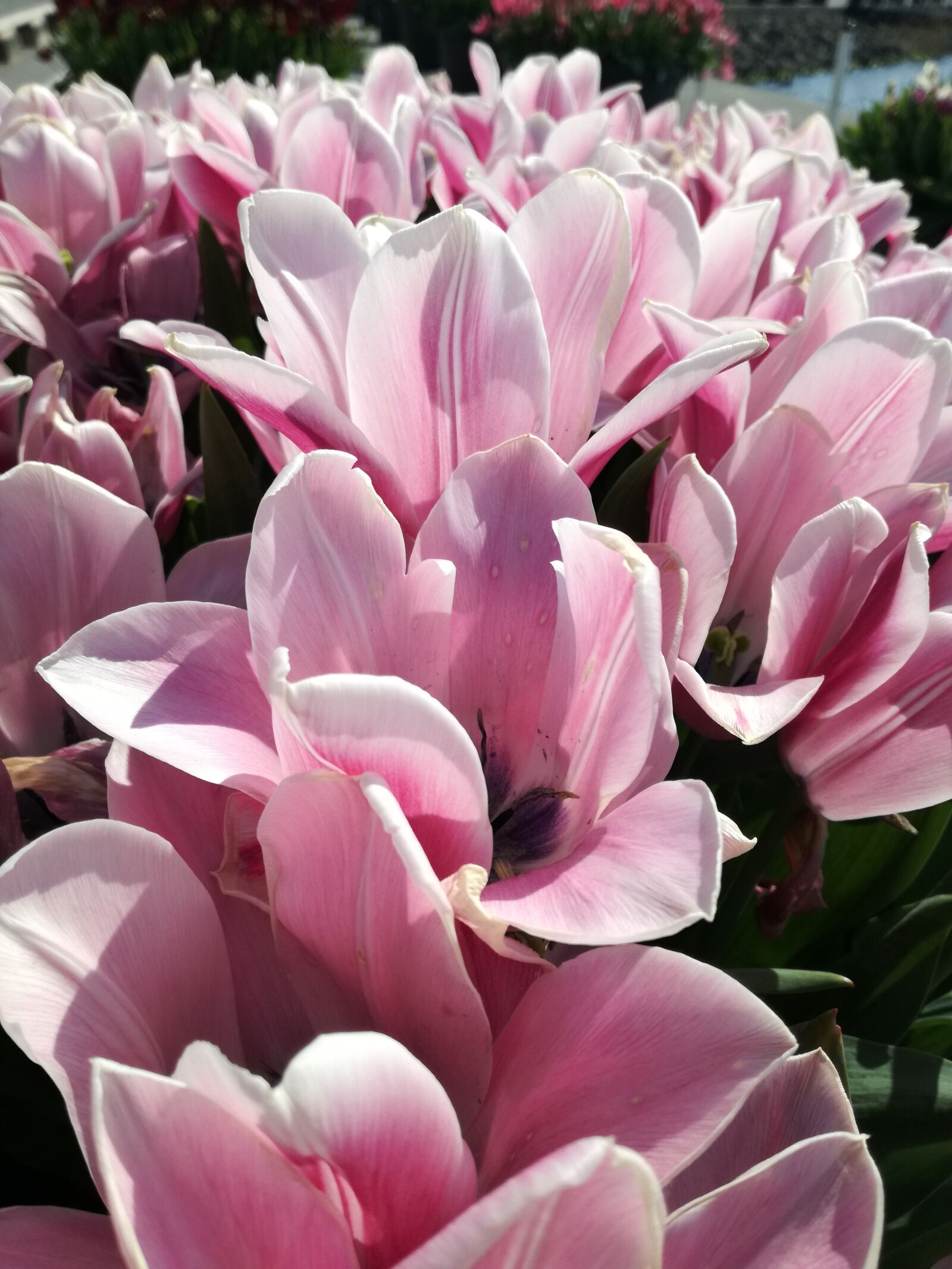 HUAWEI P9 LITE sample photo. Flowers, tulips photography