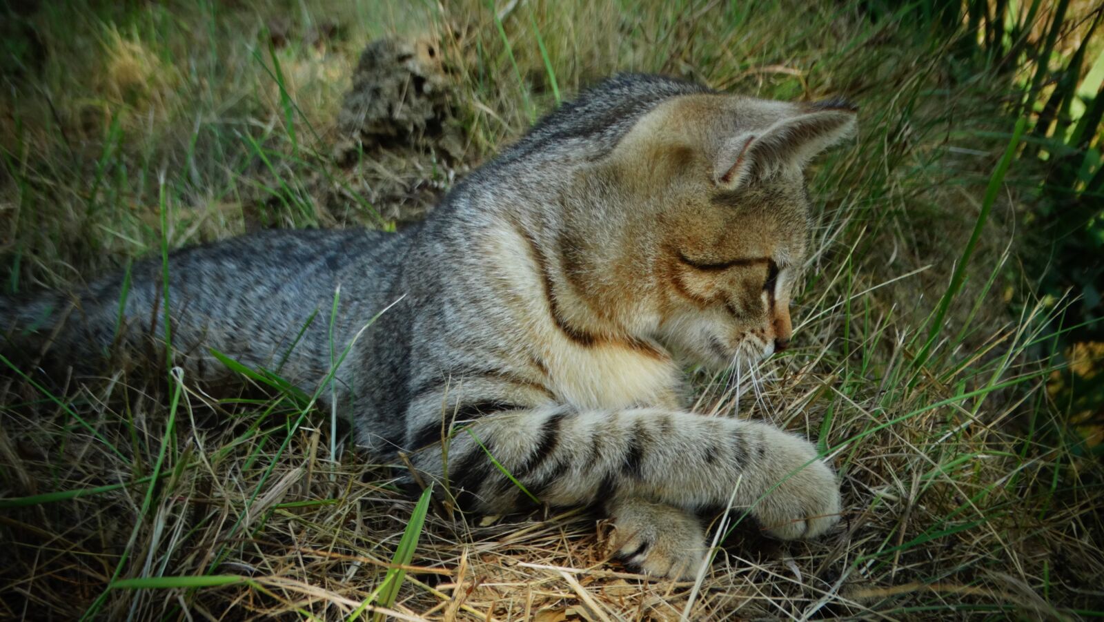 Sony Cyber-shot DSC-HX300 sample photo. Cat, kitten, animal photography