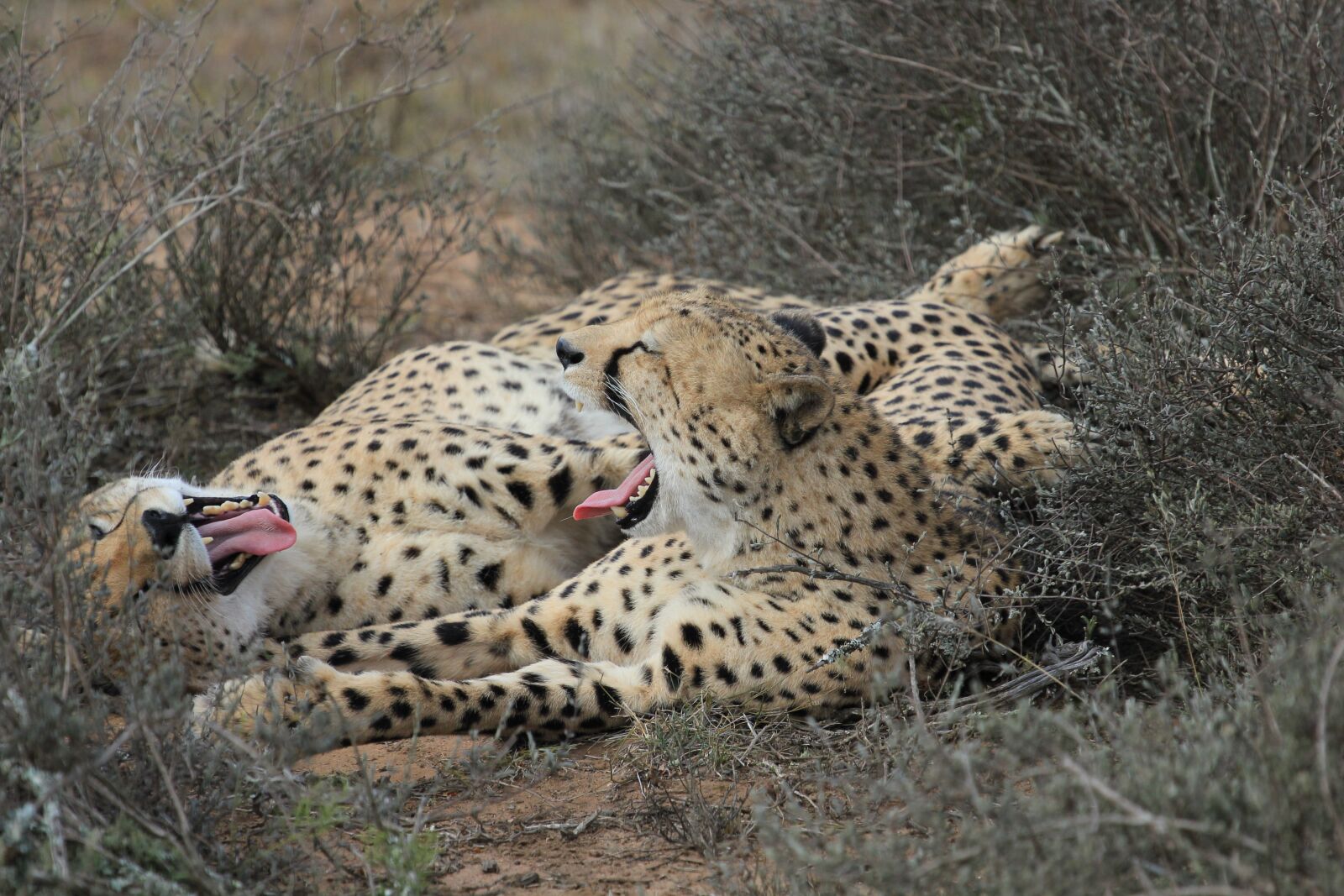 Canon EOS 550D (EOS Rebel T2i / EOS Kiss X4) sample photo. Cheetah, fun, animals photography