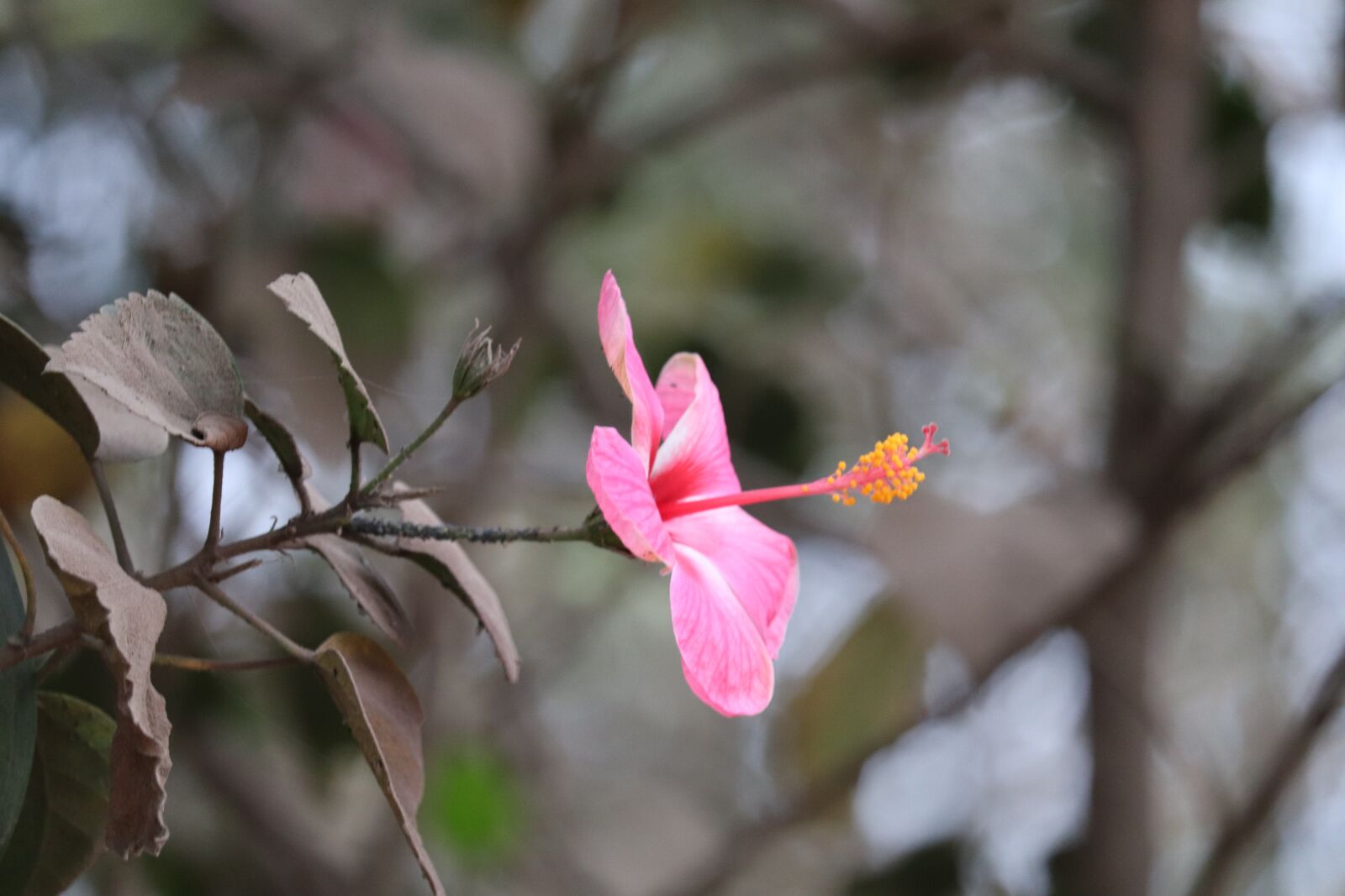 Canon EF-S 55-250mm F4-5.6 IS STM sample photo. Green, flowers, nature photography