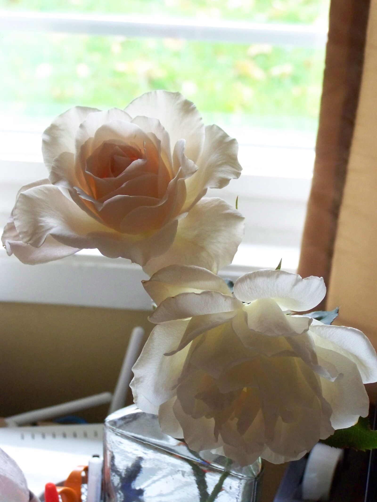 Kodak EASYSHARE ZD710 ZOOM DIGITAL CAMERA sample photo. Rose, backlit, ivory photography