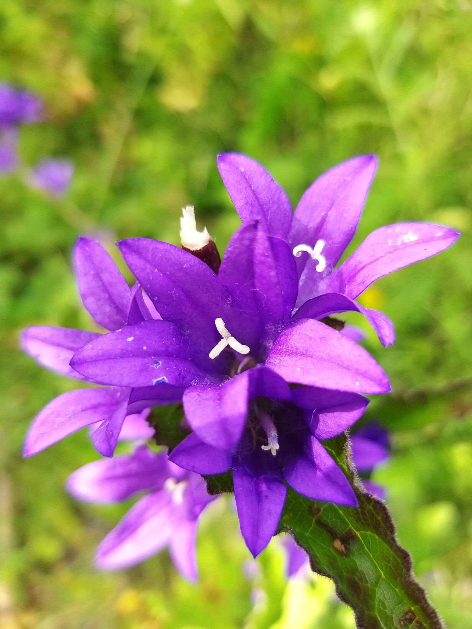 Samsung Galaxy A9 (2018) sample photo. Violet, flower, purple photography