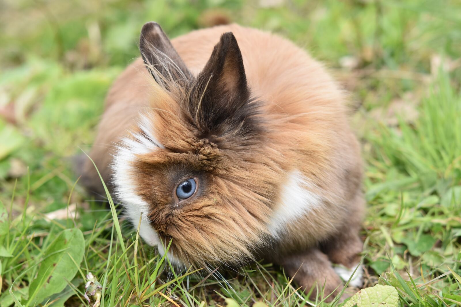 Nikon D5600 sample photo. Rabbit, dwarf rabbit, eye photography
