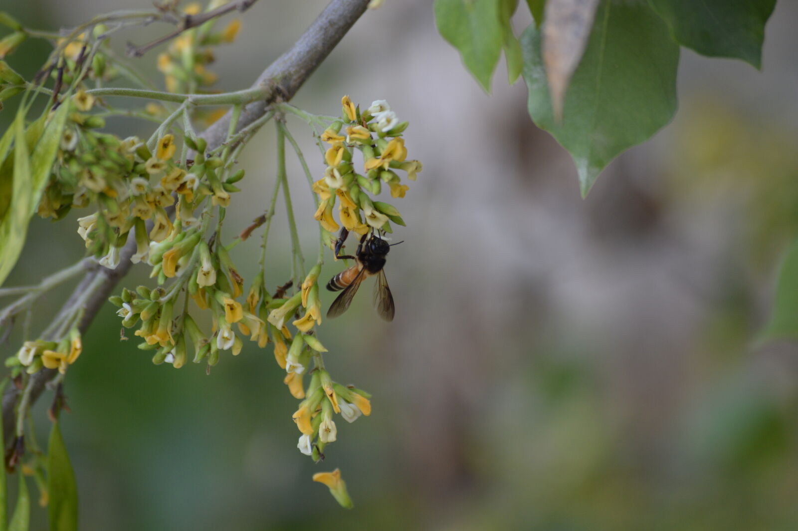 Nikon D3200 sample photo. Bee, mothernature, outdoor photography