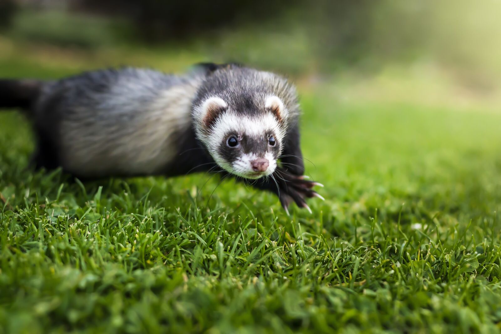 Canon EOS 600D (Rebel EOS T3i / EOS Kiss X5) + Canon EF 50mm F1.8 II sample photo. Ferret, mustélidé, animal photography