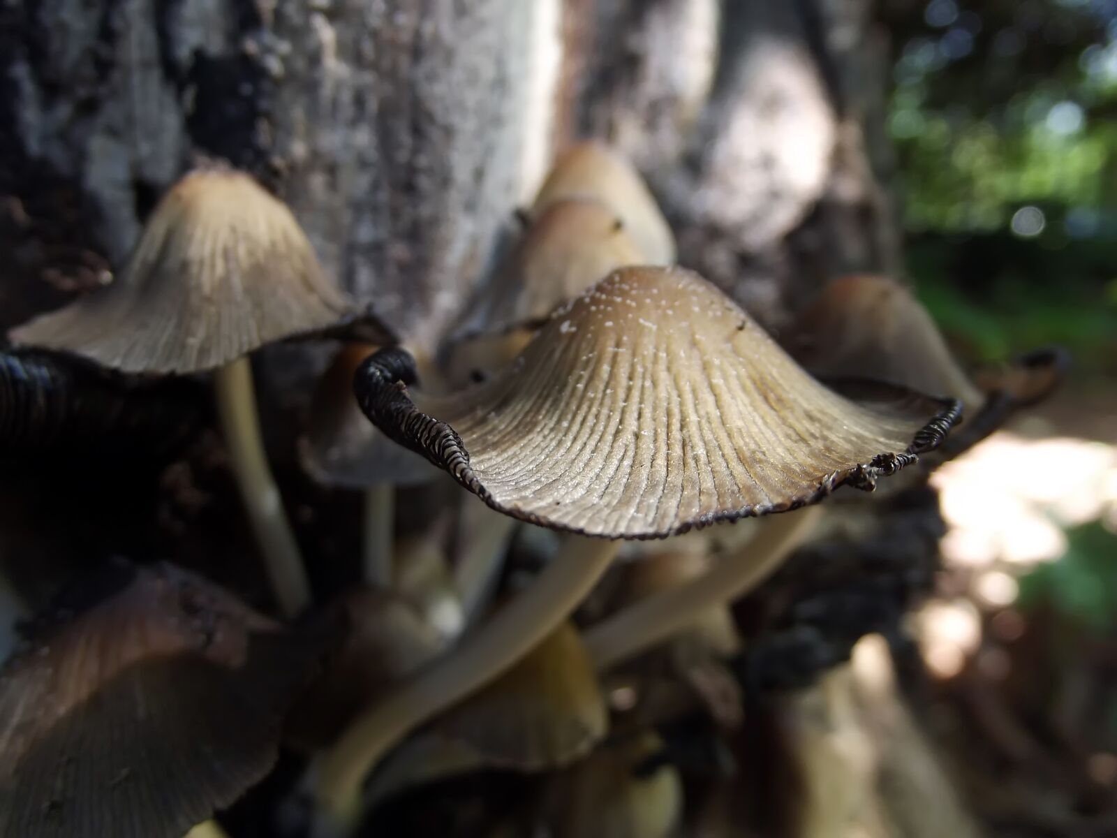 Fujifilm FinePix S2960 sample photo. Mushrooms, fungi, fungus photography