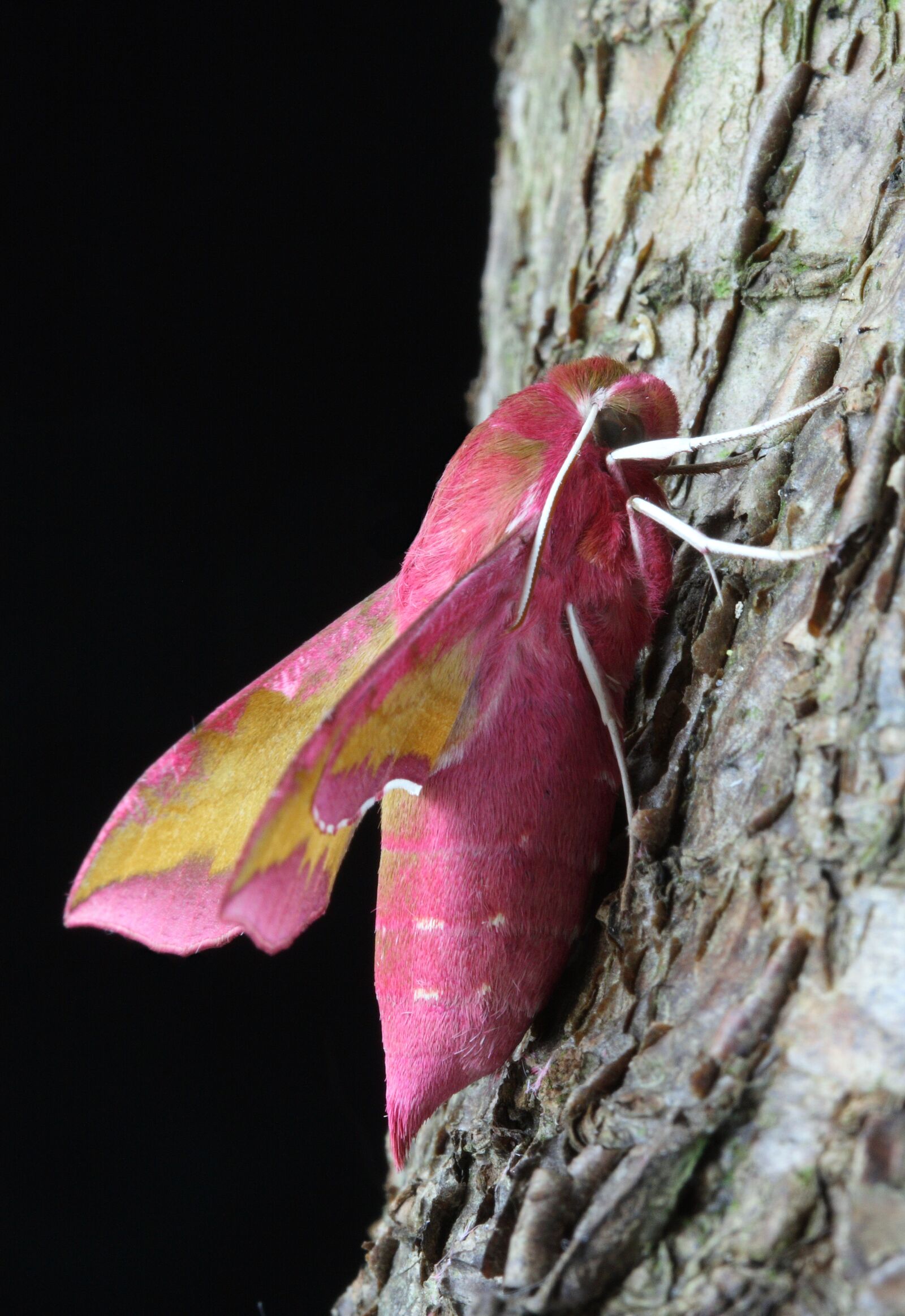 Canon EOS 400D (EOS Digital Rebel XTi / EOS Kiss Digital X) sample photo. Small elephant hawkmoth, hawkmoth photography