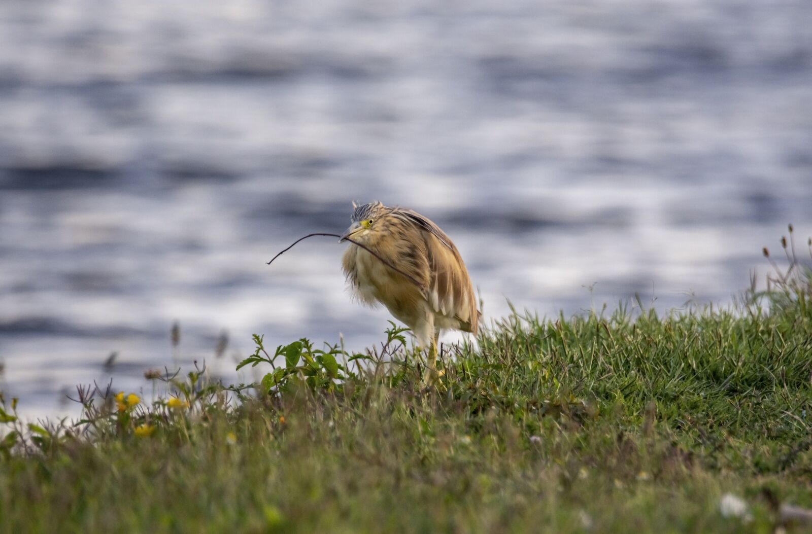 Nikon D7200 sample photo. Bird, lake, nature photography