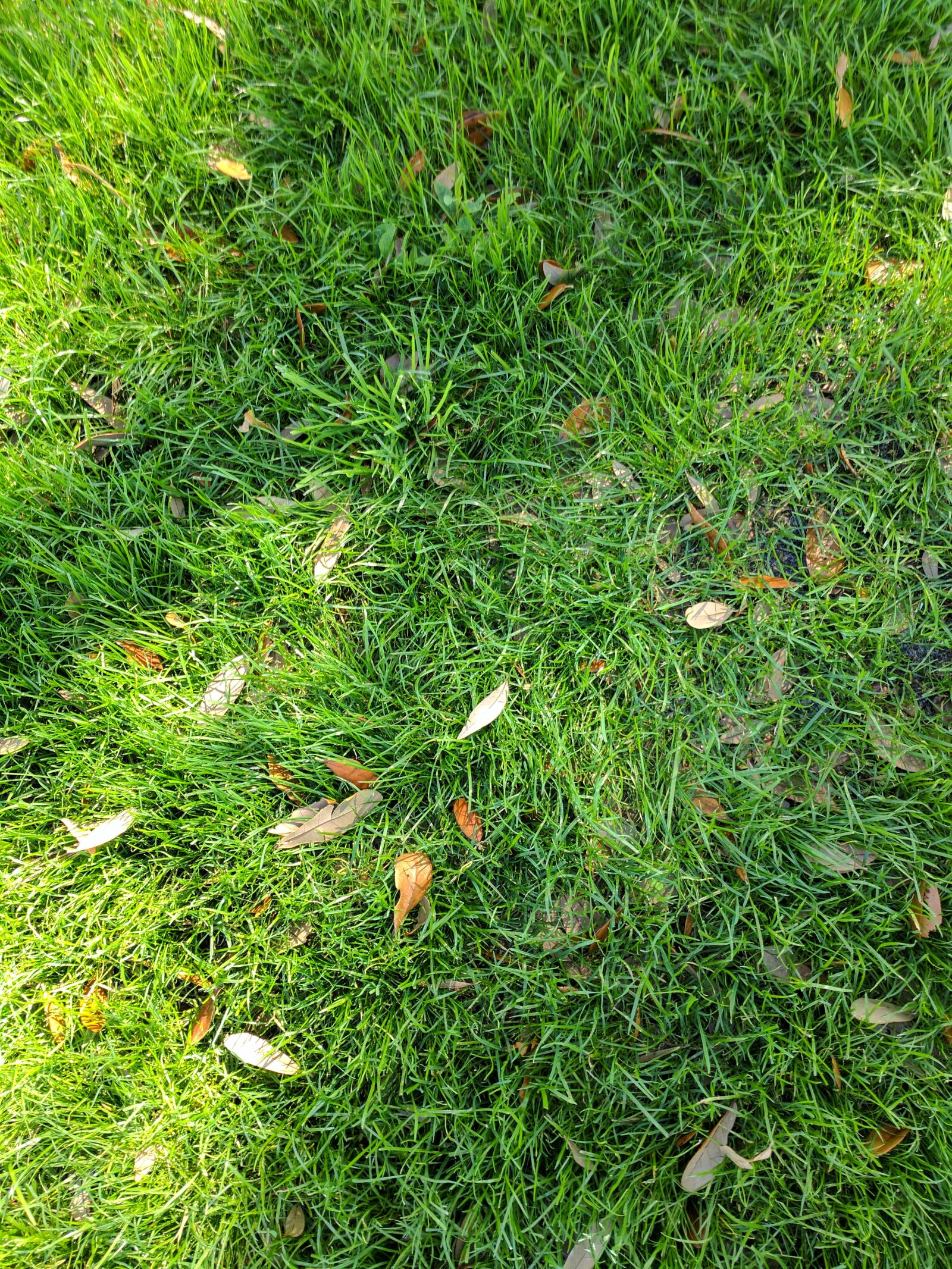Google Pixel sample photo. Autumn, leaves, grass photography