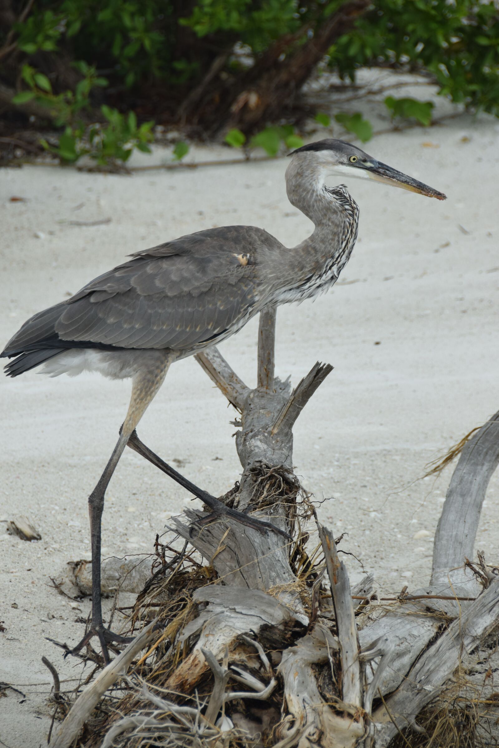 Nikon D3300 sample photo. Bird, sand, beach photography