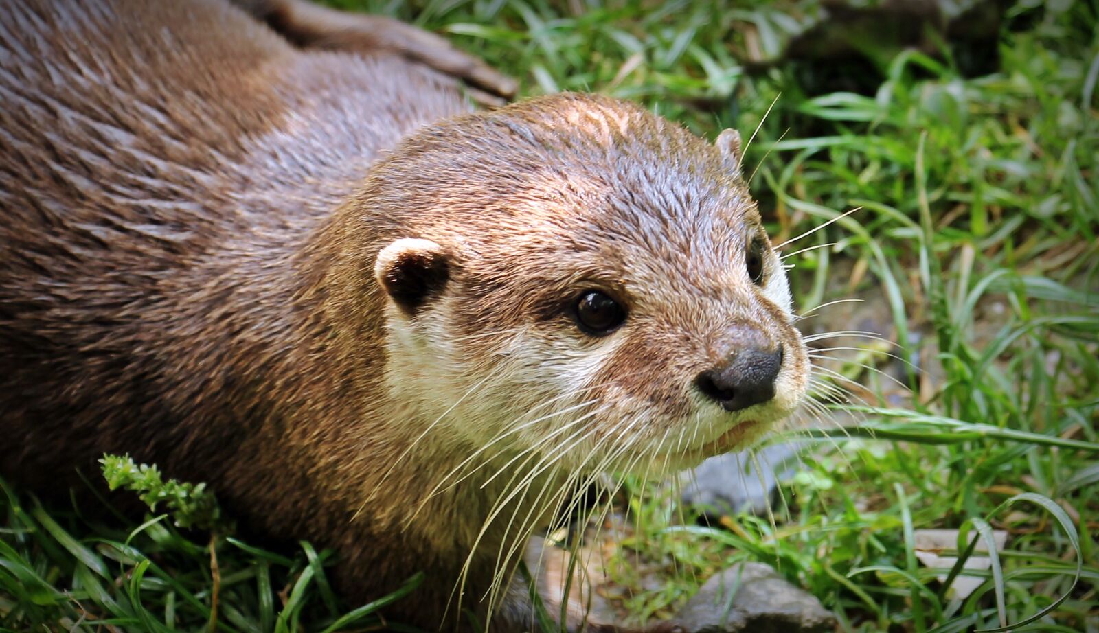 Canon EOS 550D (EOS Rebel T2i / EOS Kiss X4) sample photo. Otter, otter-baby, otter baby photography