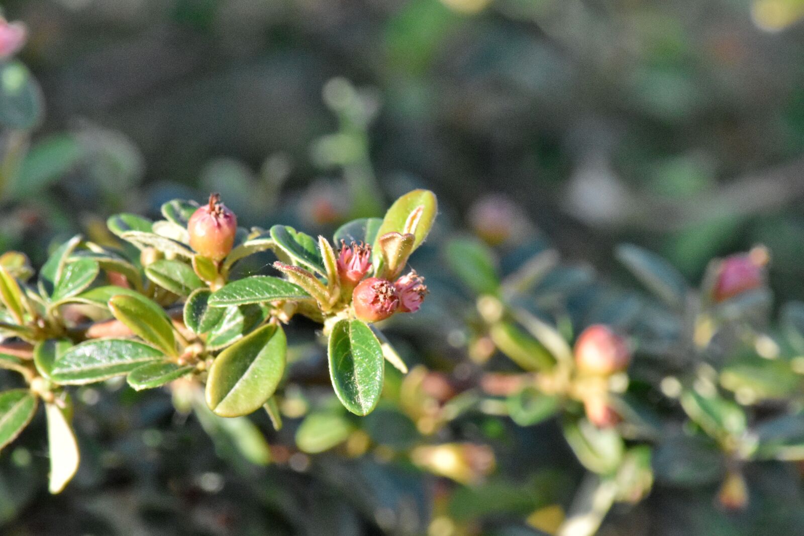 Nikon D5500 sample photo. Branches, shrub, spring time photography