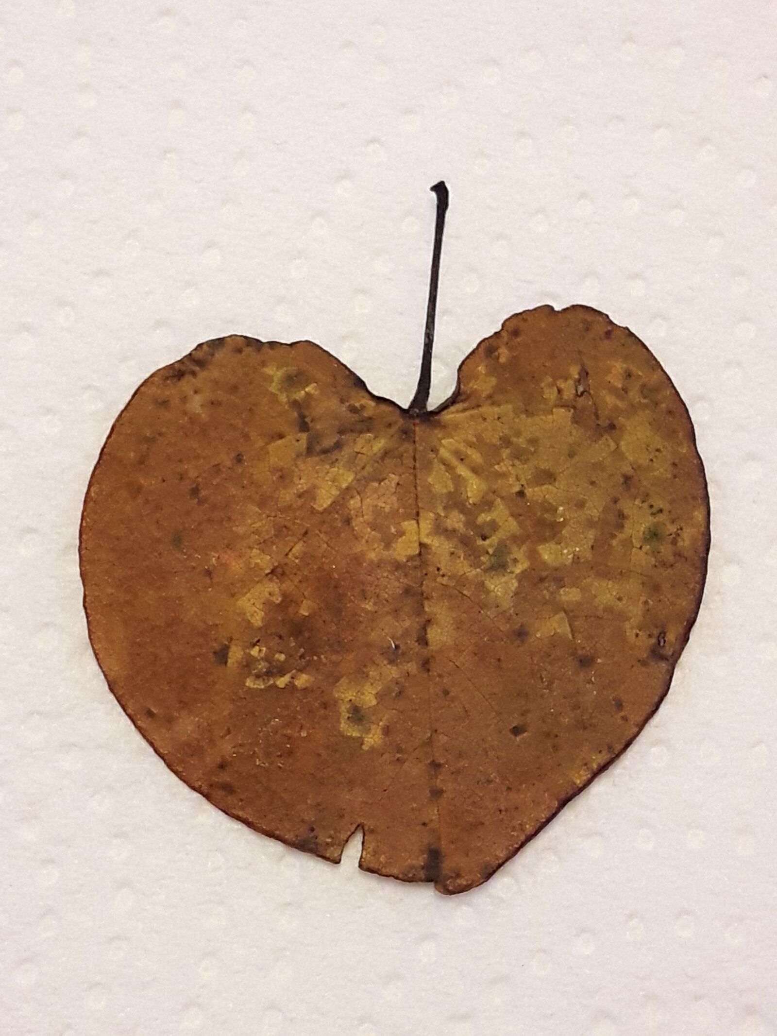 Samsung Galaxy S5 Neo sample photo. Heart, leaf, tree photography
