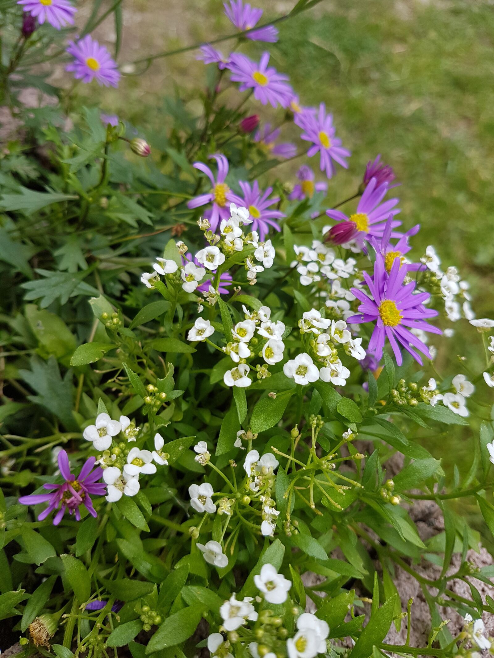 Samsung Galaxy S7 Edge sample photo. Flowers, summer, energy photography