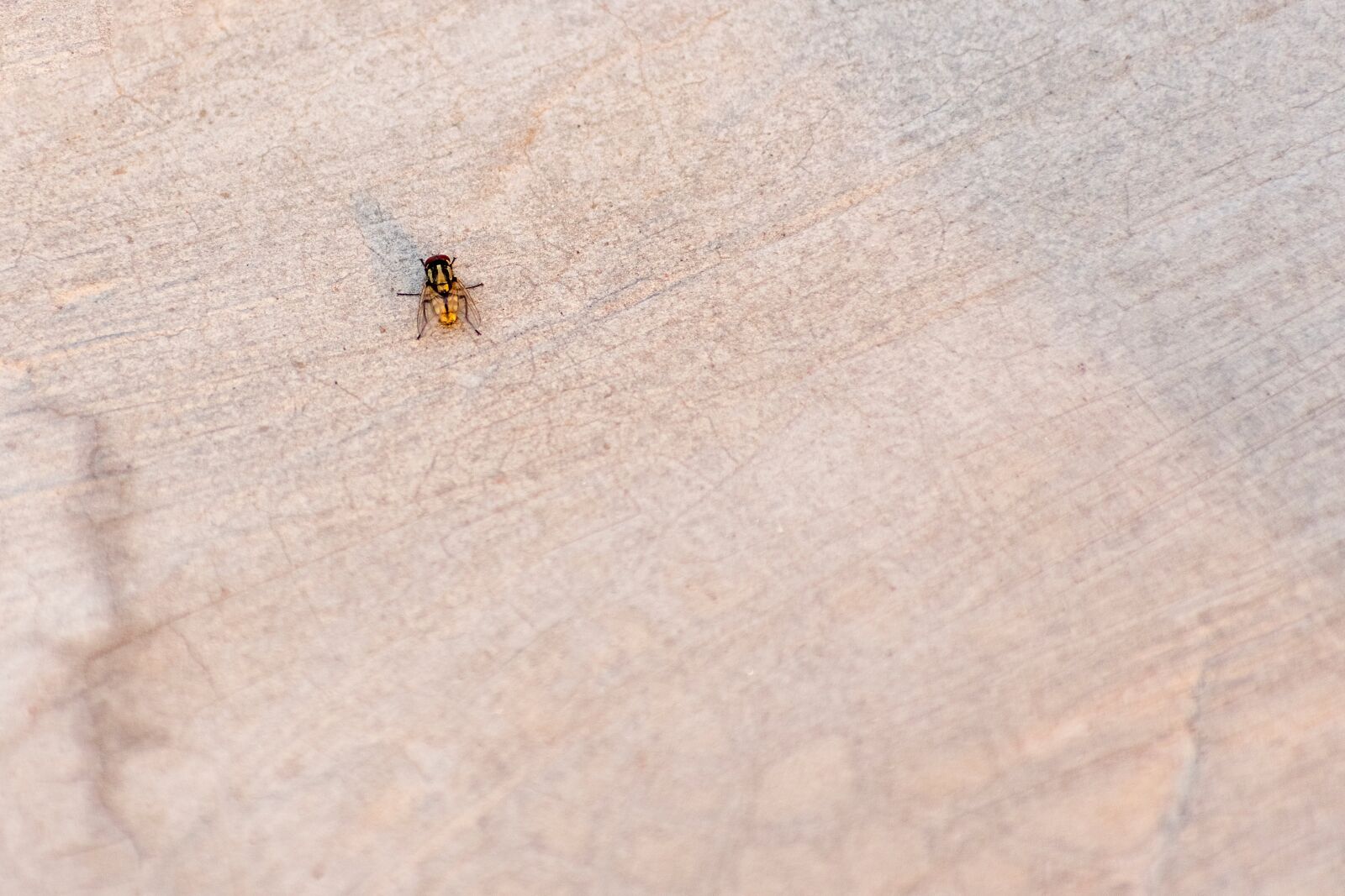 Nikon D3400 sample photo. House fly, bug, fly photography