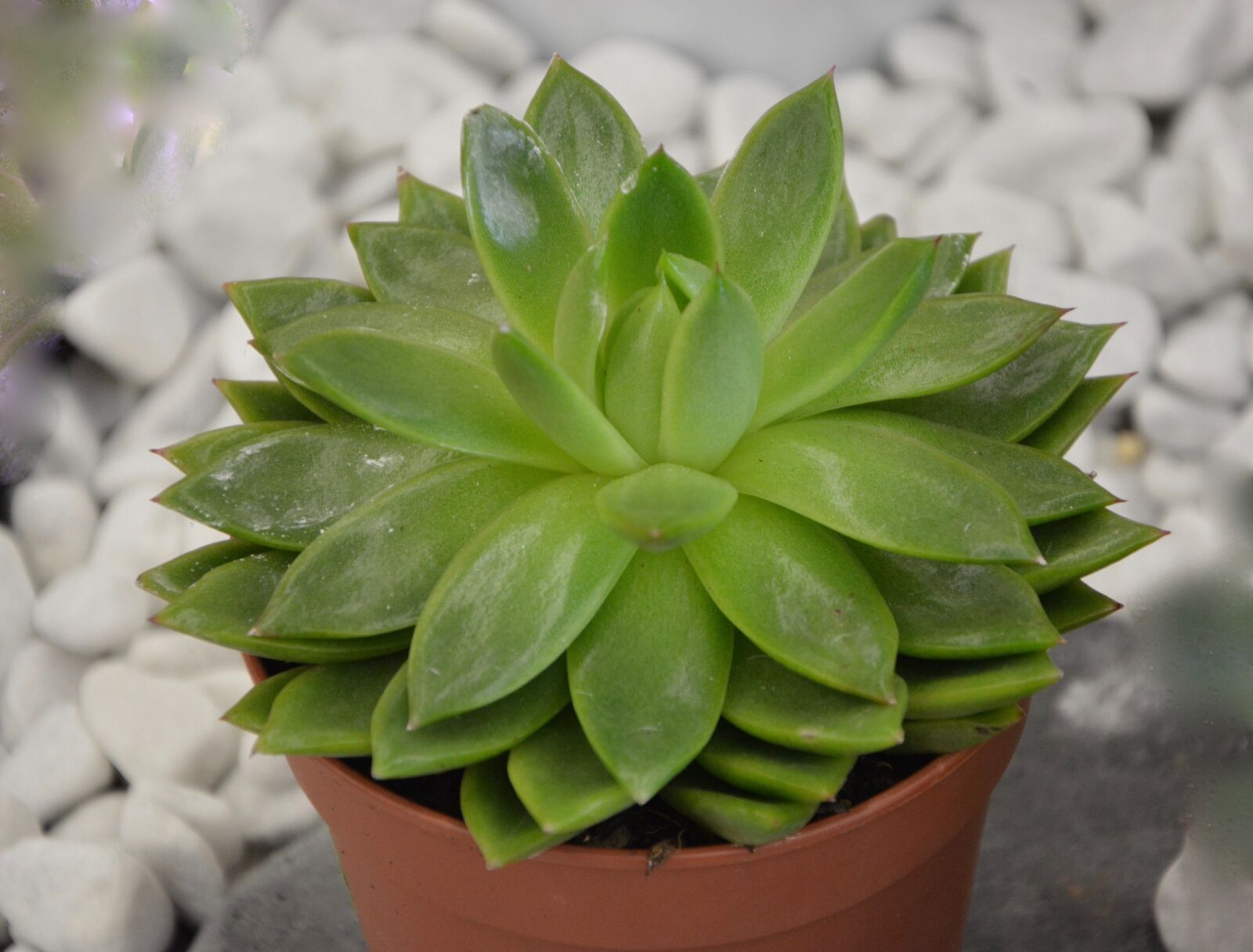 Nikon D5200 sample photo. Plant, succulent, cactus photography