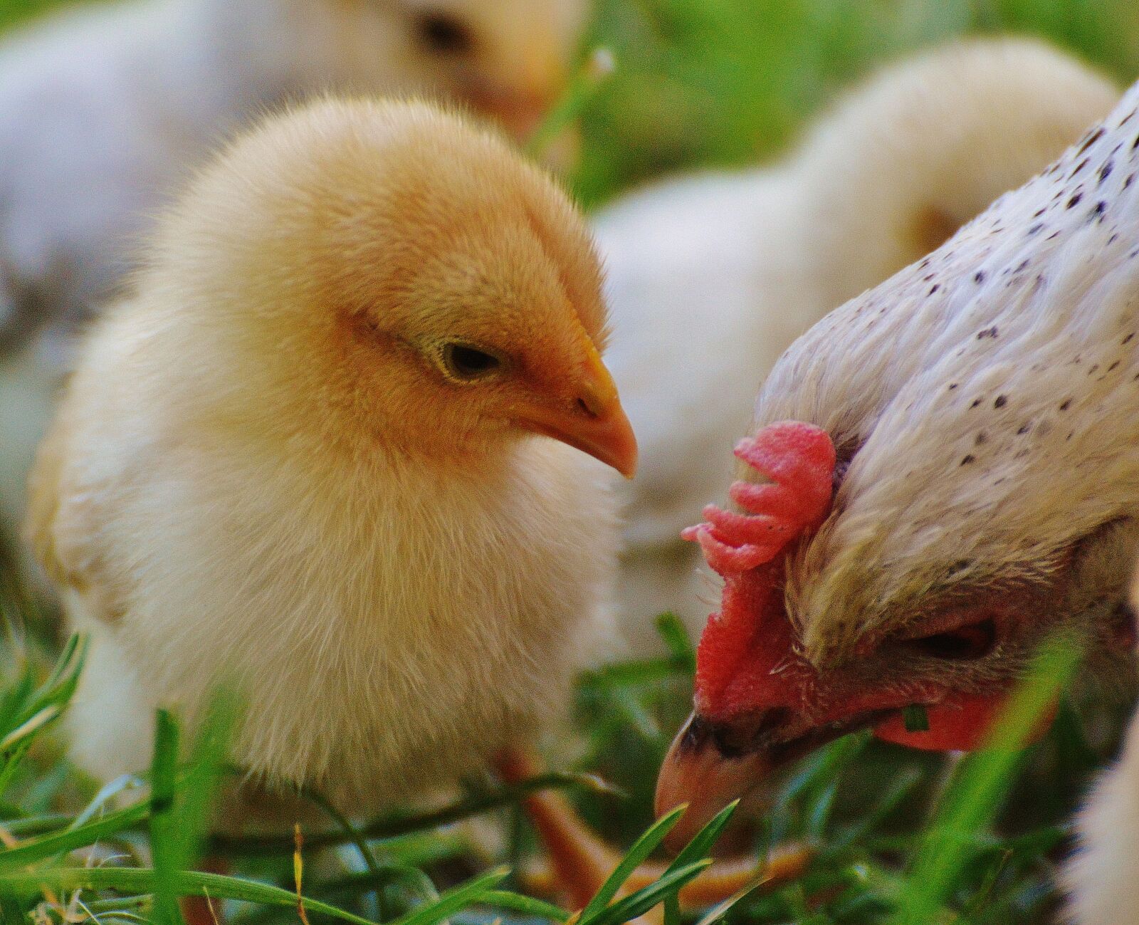 Nikon D3200 sample photo. Chicks, chicken, small photography