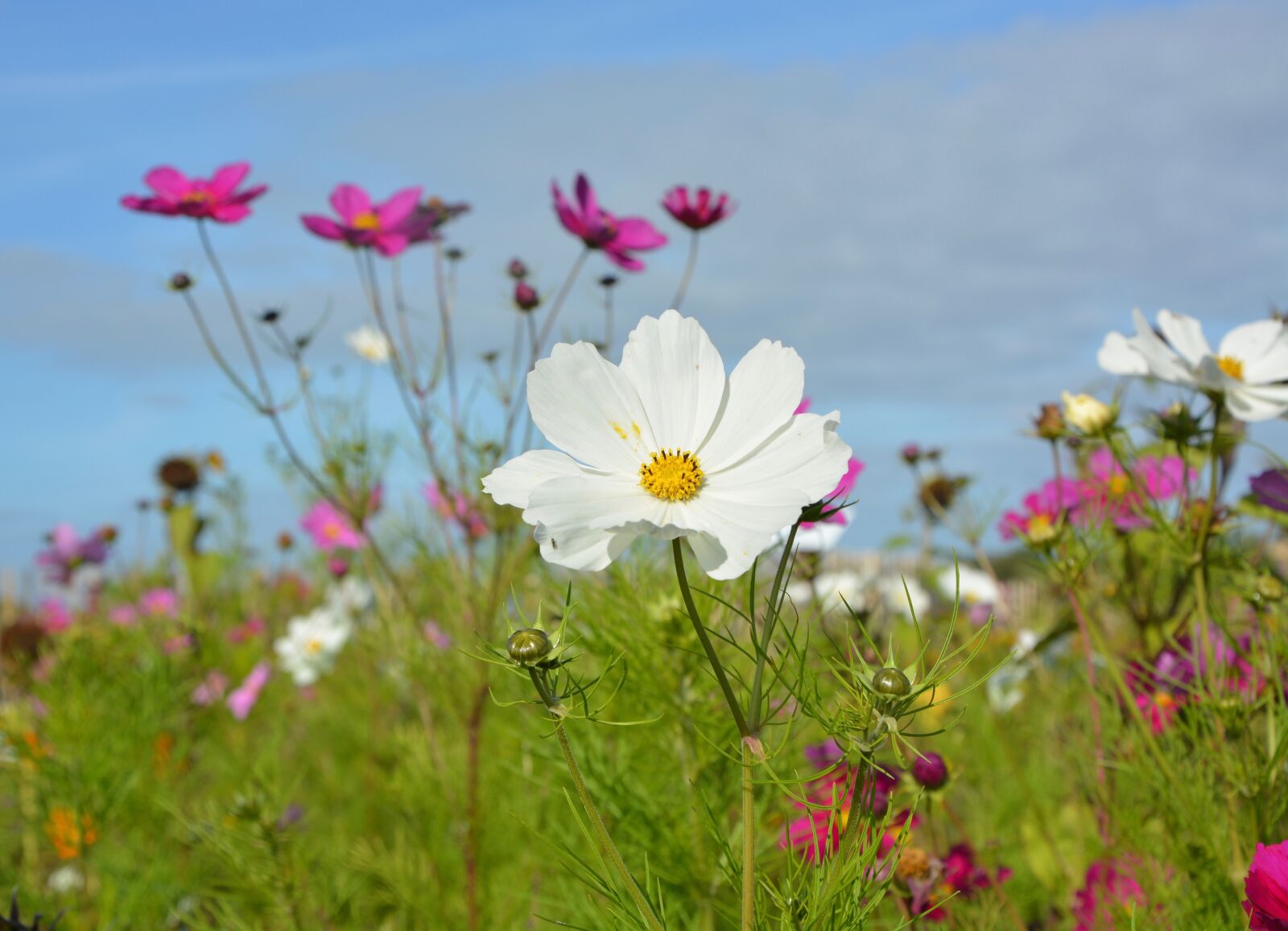 Nikon D5200 sample photo. Flowers, white flower, corner photography