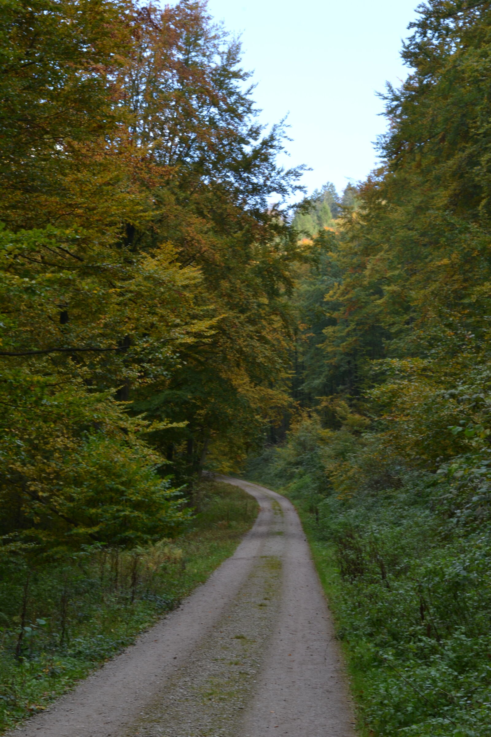 Nikon D3100 sample photo. Autumn, autumn, leaf, autumn photography