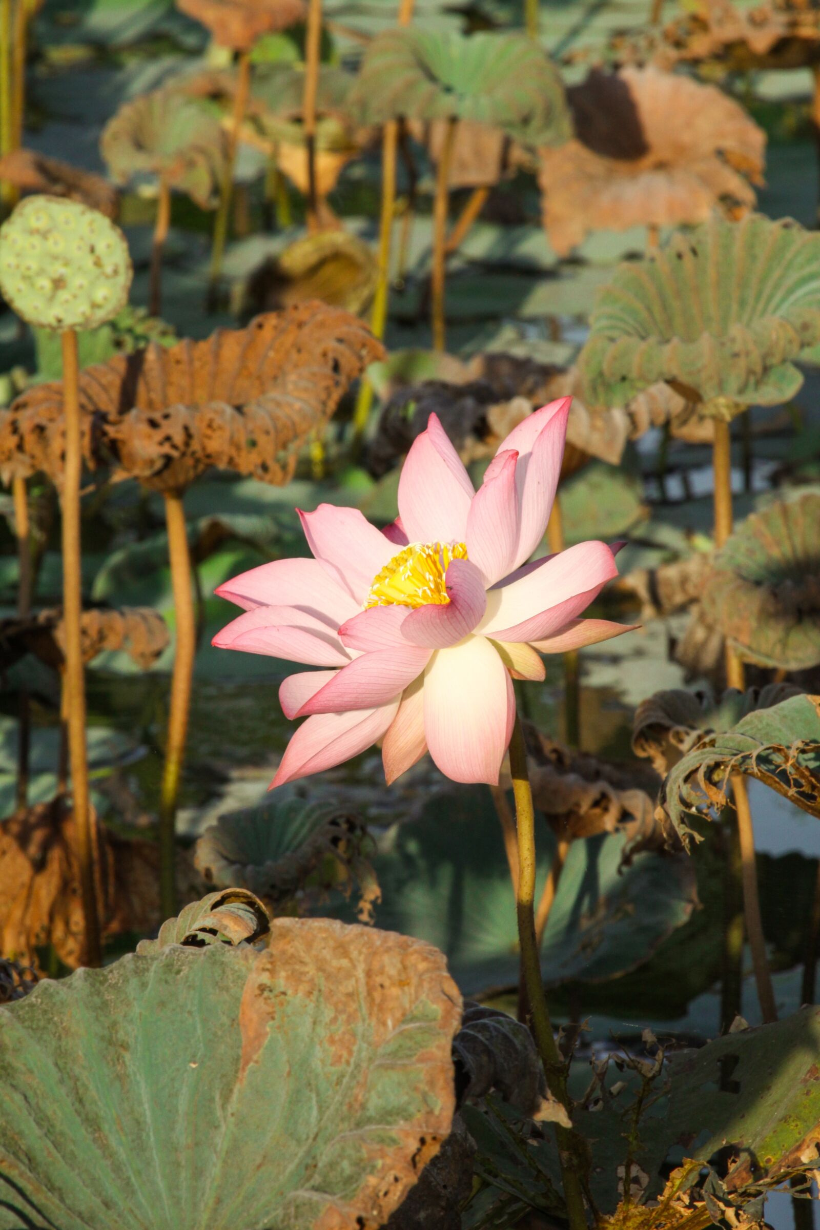 Canon EOS 50D sample photo. Flower, lotus, pink photography