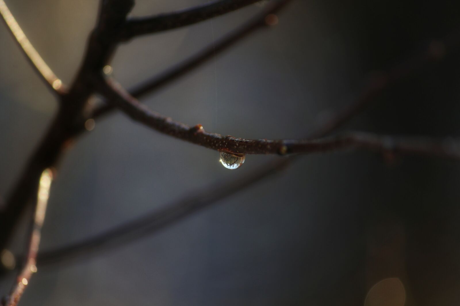 Canon EOS 1200D (EOS Rebel T5 / EOS Kiss X70 / EOS Hi) sample photo. Drip, drop of water photography