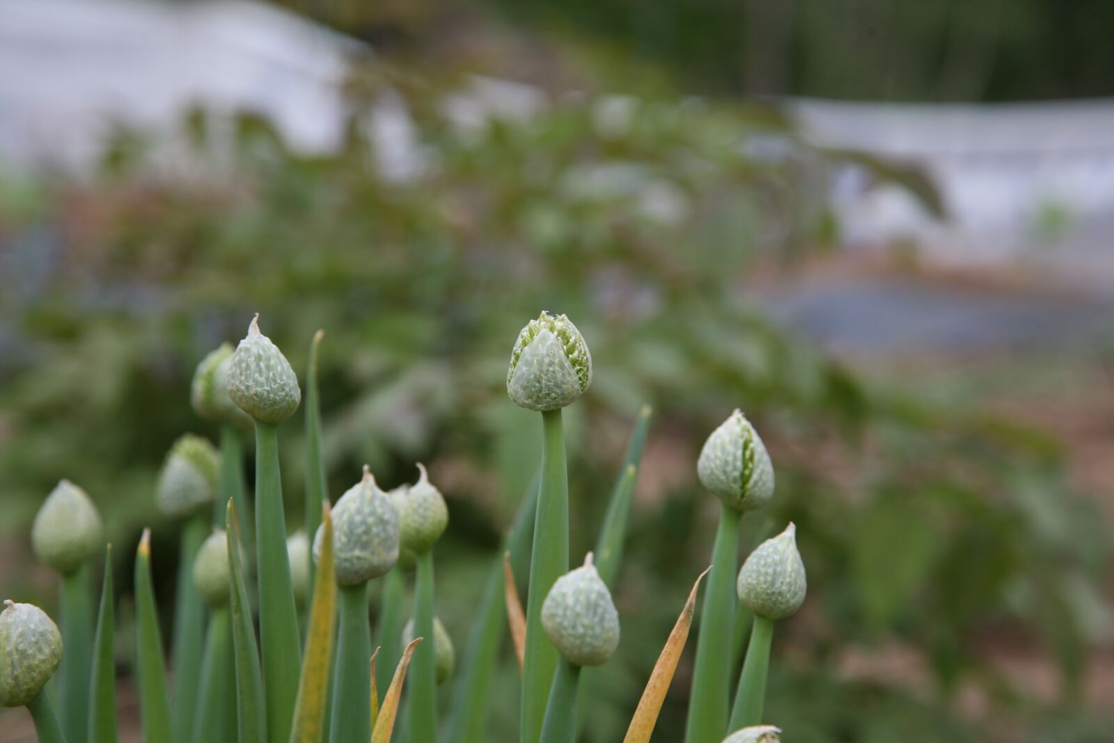 Canon EOS 5D sample photo. Flower, spring, seed photography