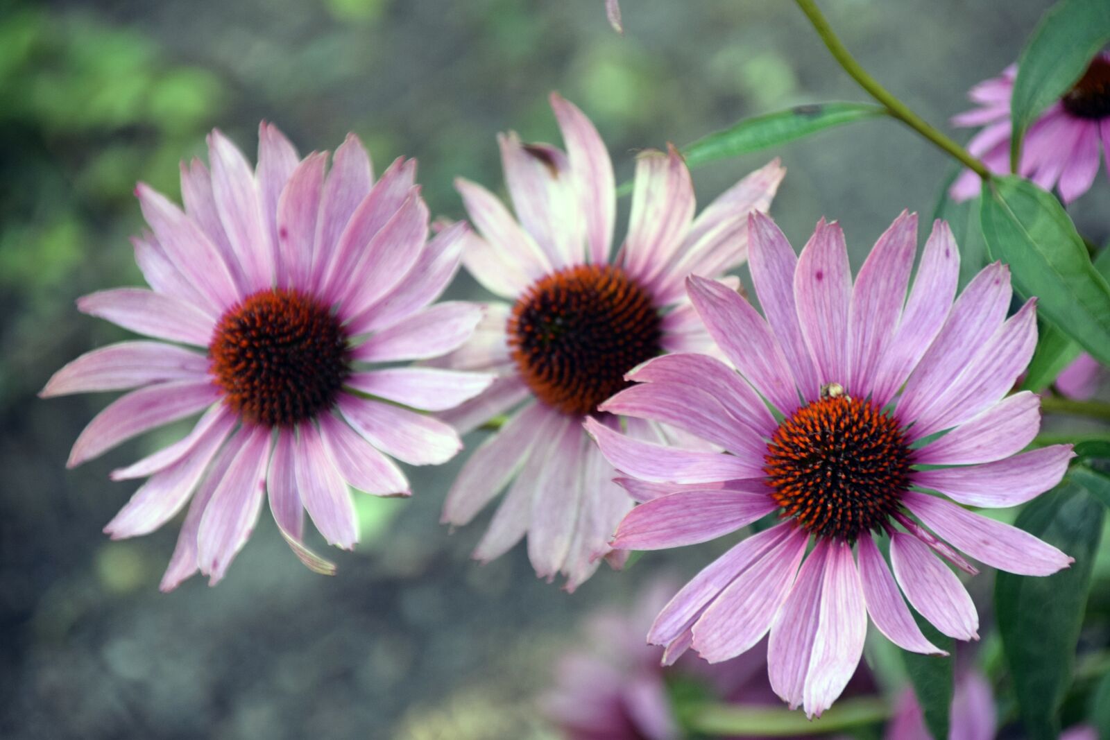 Nikon D3300 sample photo. Flower, nature, flora photography