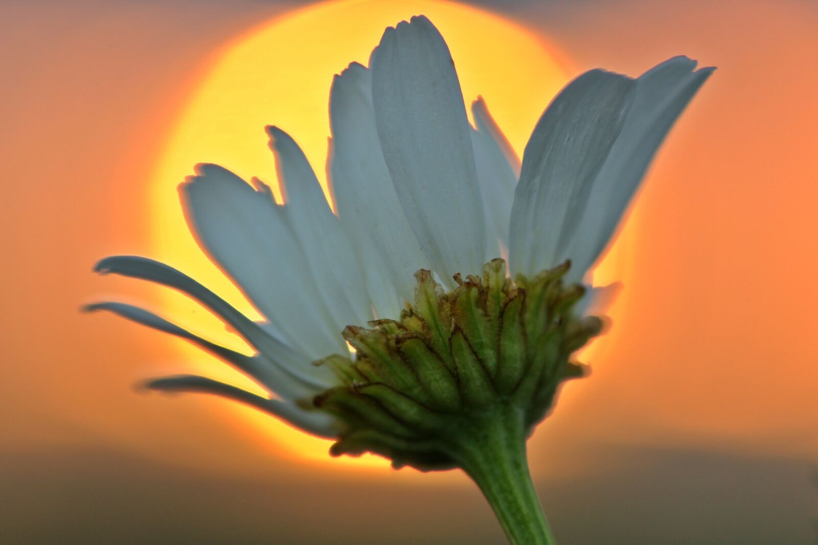 Tamron SP 90mm F2.8 Di VC USD 1:1 Macro sample photo. Sunset, flower, blossom photography